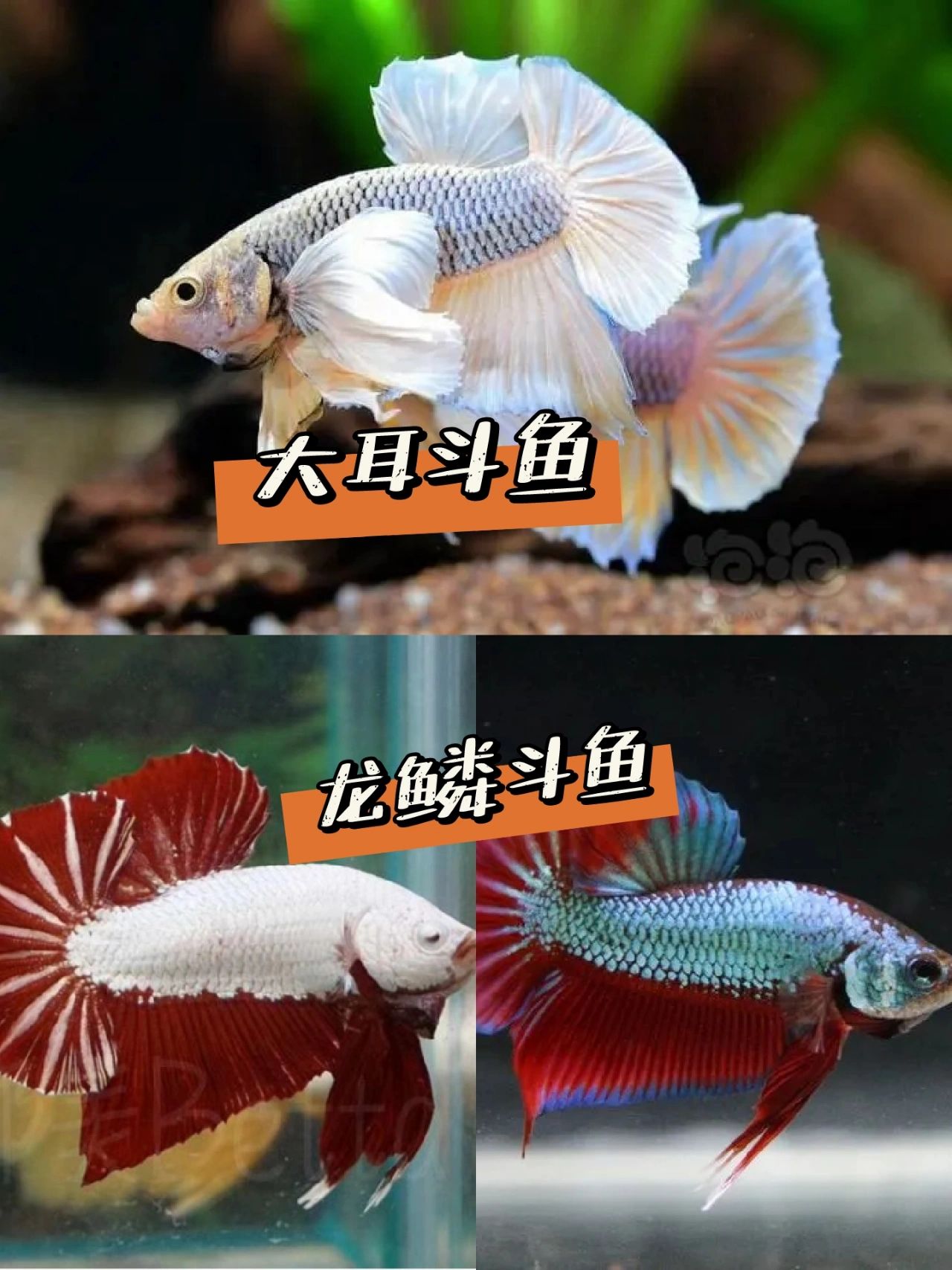 斗鱼抱抱熊图片