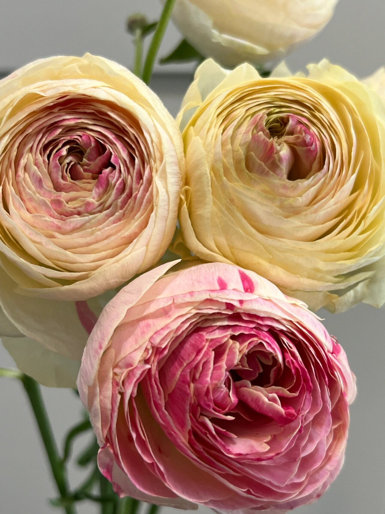 荷兰洋牡丹|ranunculus     玲珑秀美 奶黄色包子玲珑秀美 花瓣遇光照