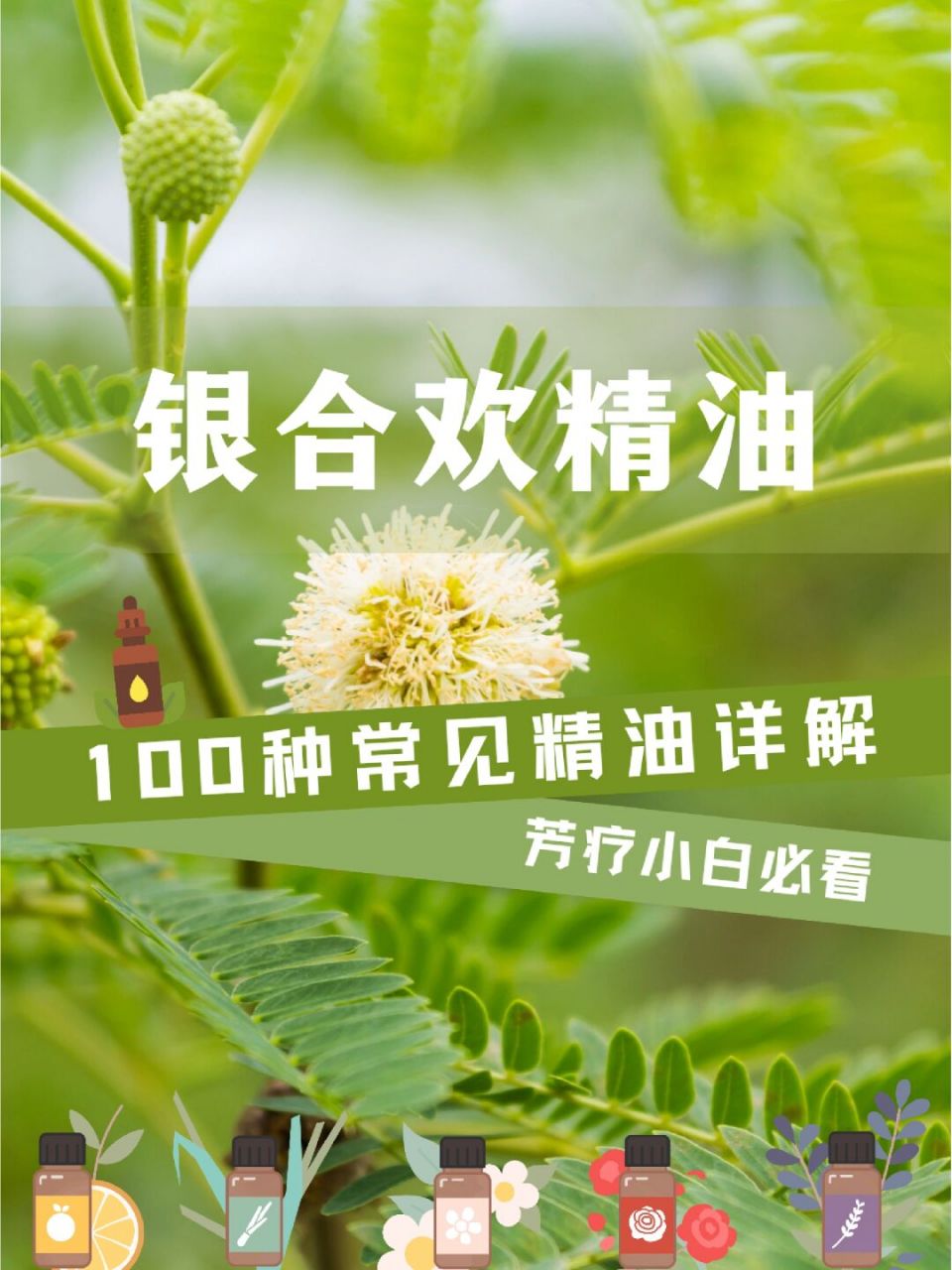 重建自信银合欢精油,欣赏与众不同的美丽!