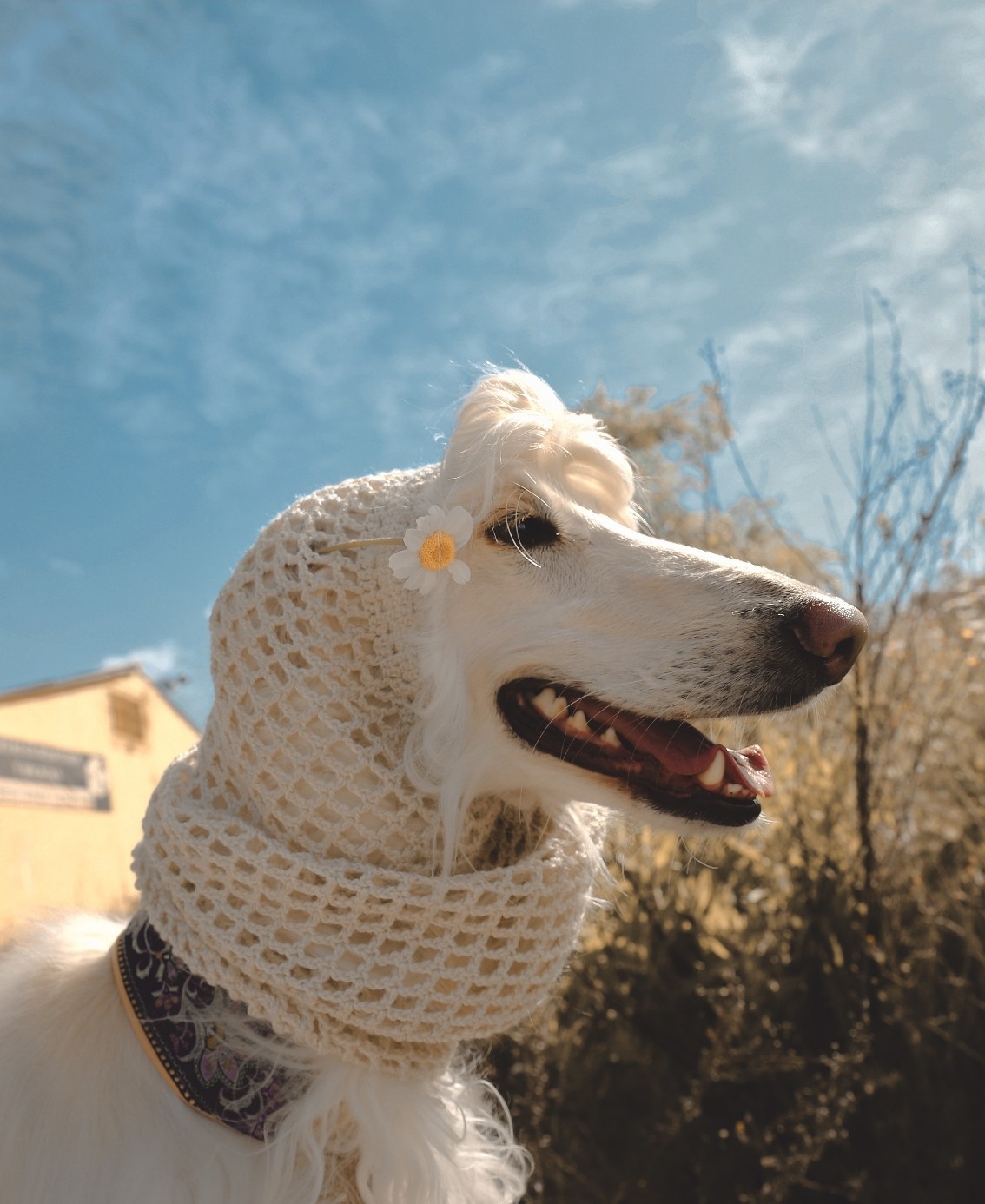 阿富汗猎犬.