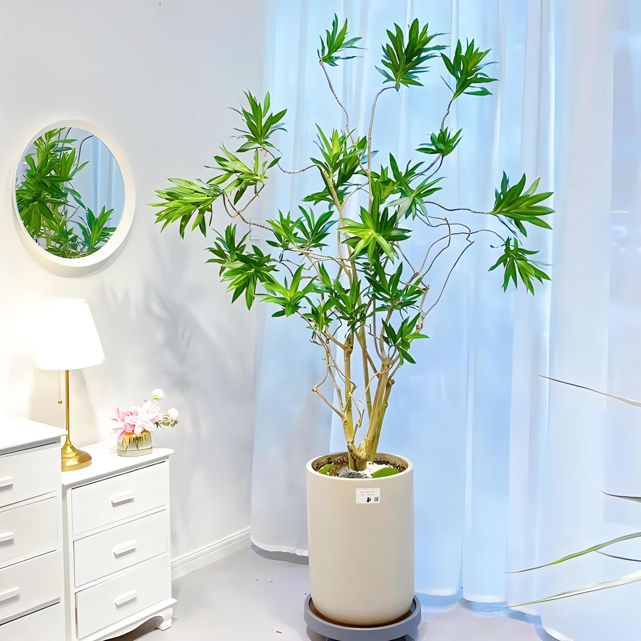 百合竹图片 百合竹(学名:dracaena reflexa),别名短叶竹蕉,98龙舌兰
