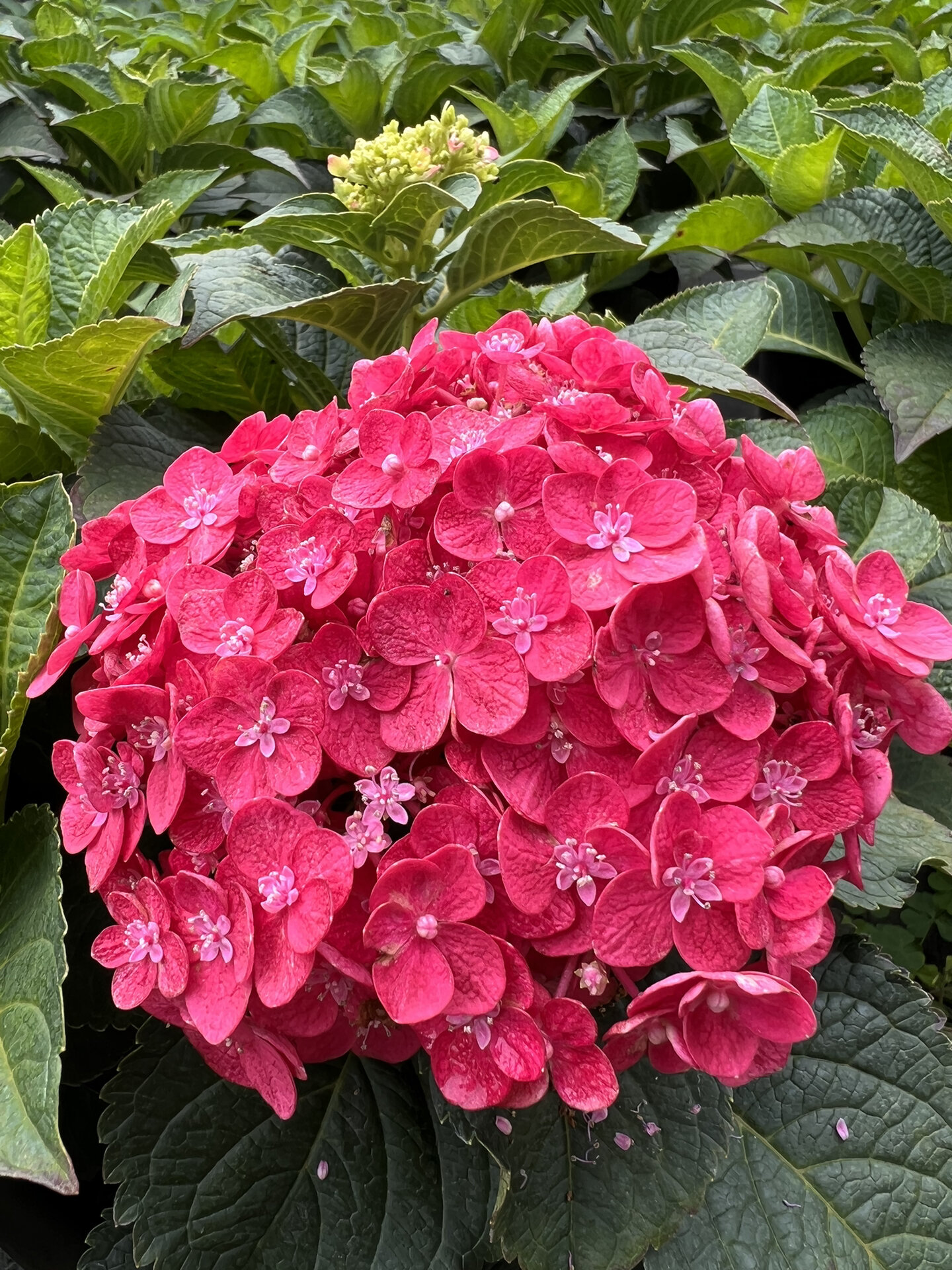 绣球花—红色无尽夏