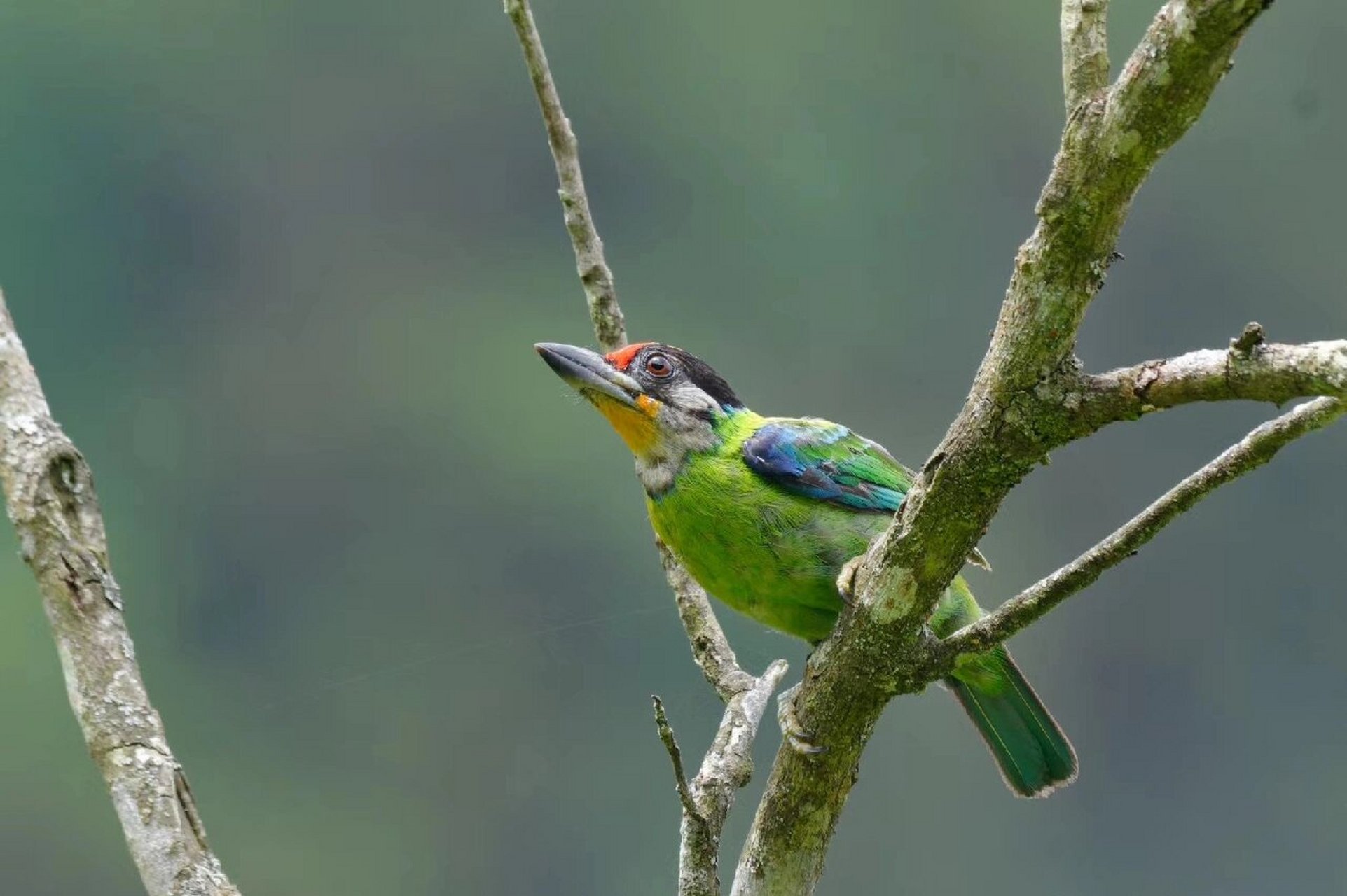 鸟类图鉴|广西鸟类记录068:金喉拟啄木鸟 啄木鸟目>拟啄木鸟科>拟