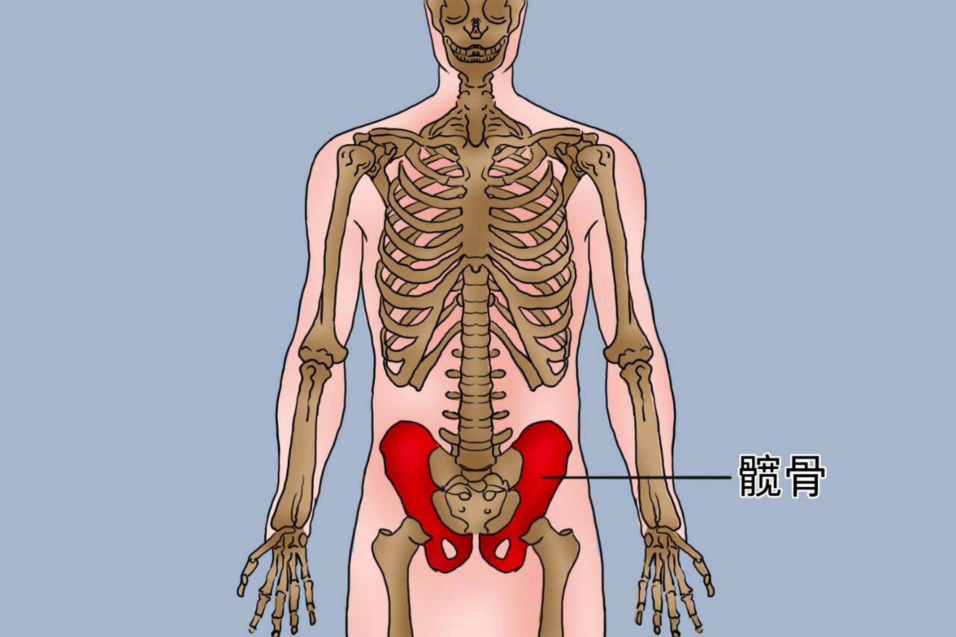 髋部 位置图图片