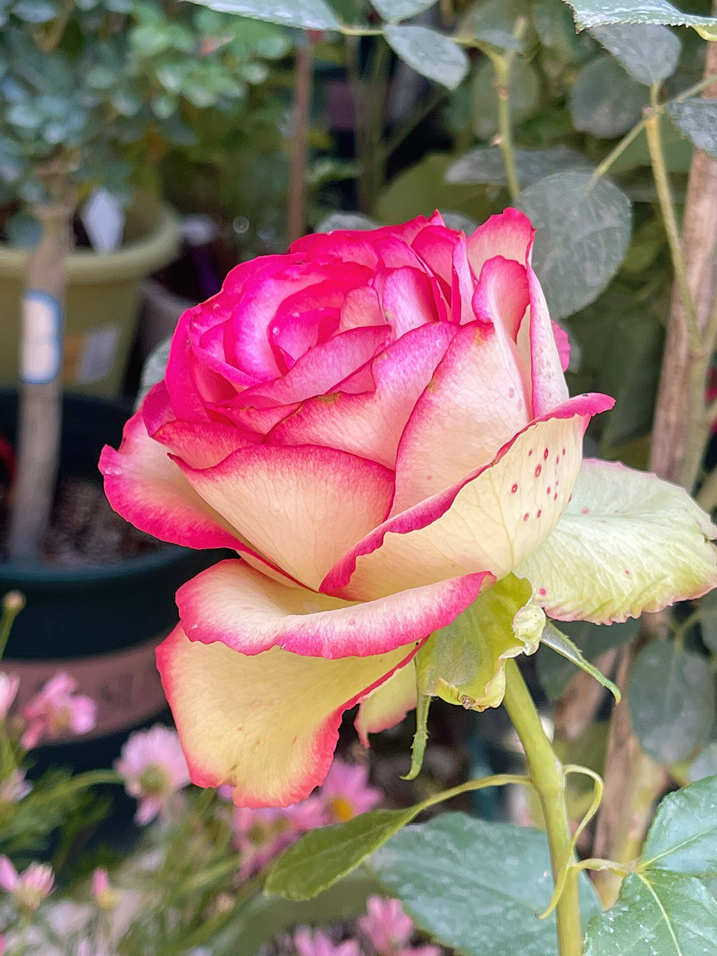 我的三百棵月季之26615——梦露