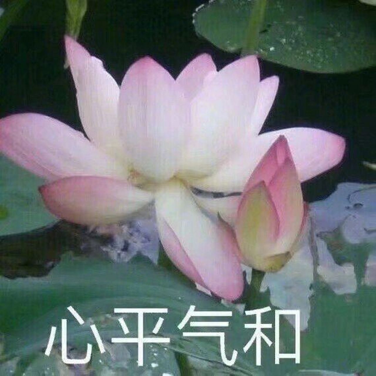 荷花莲花佛系头像 拿图请评论留言.