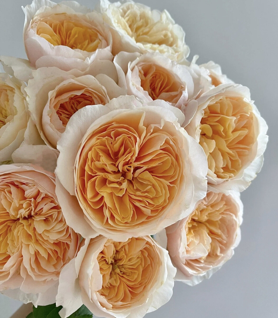 识花系列 | 9款奥斯汀花型多头玫瑰 在这里,与各位再共同勉励一次