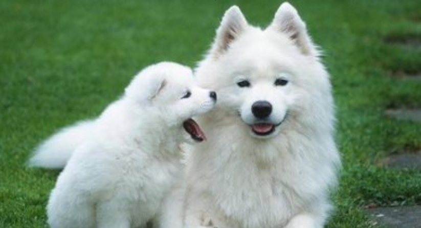 养一只美国爱斯基摩犬是一种怎样的体验