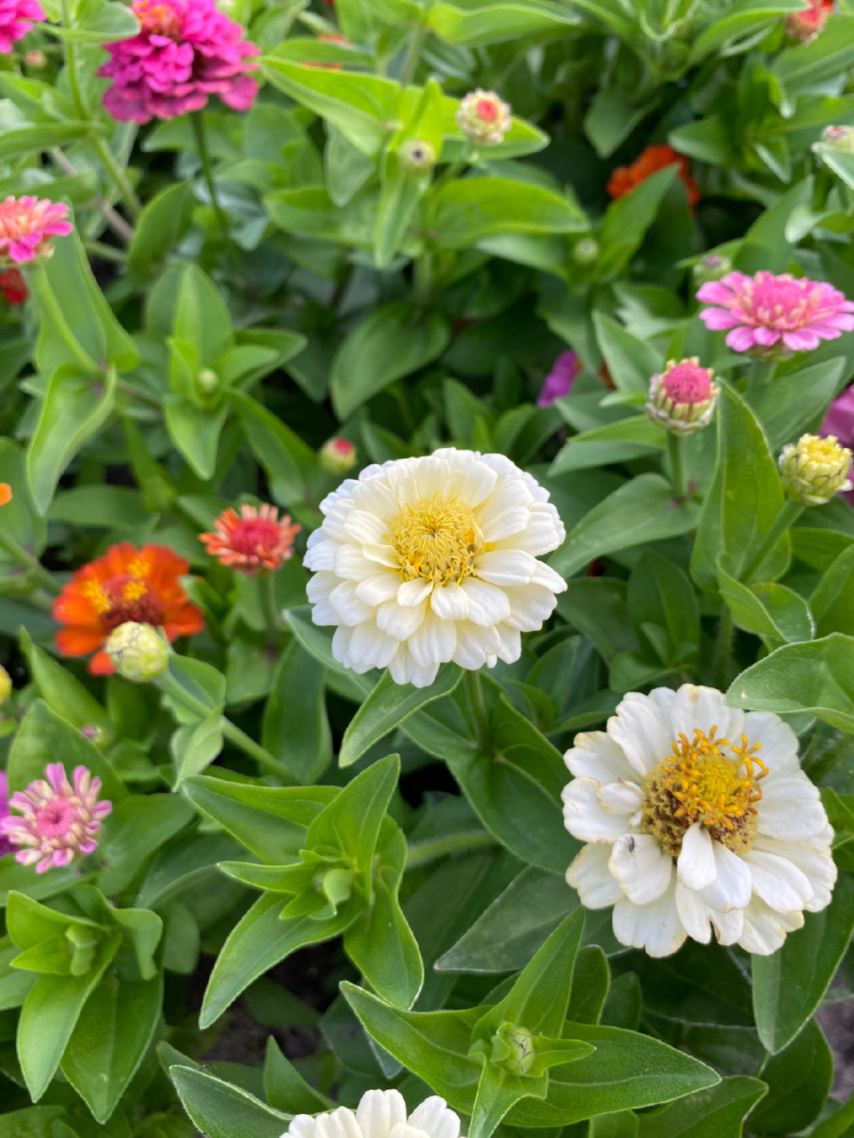 百日菊 百日菊属(学名:zinnia)是菊科下的一个属, 为一年生或多年生