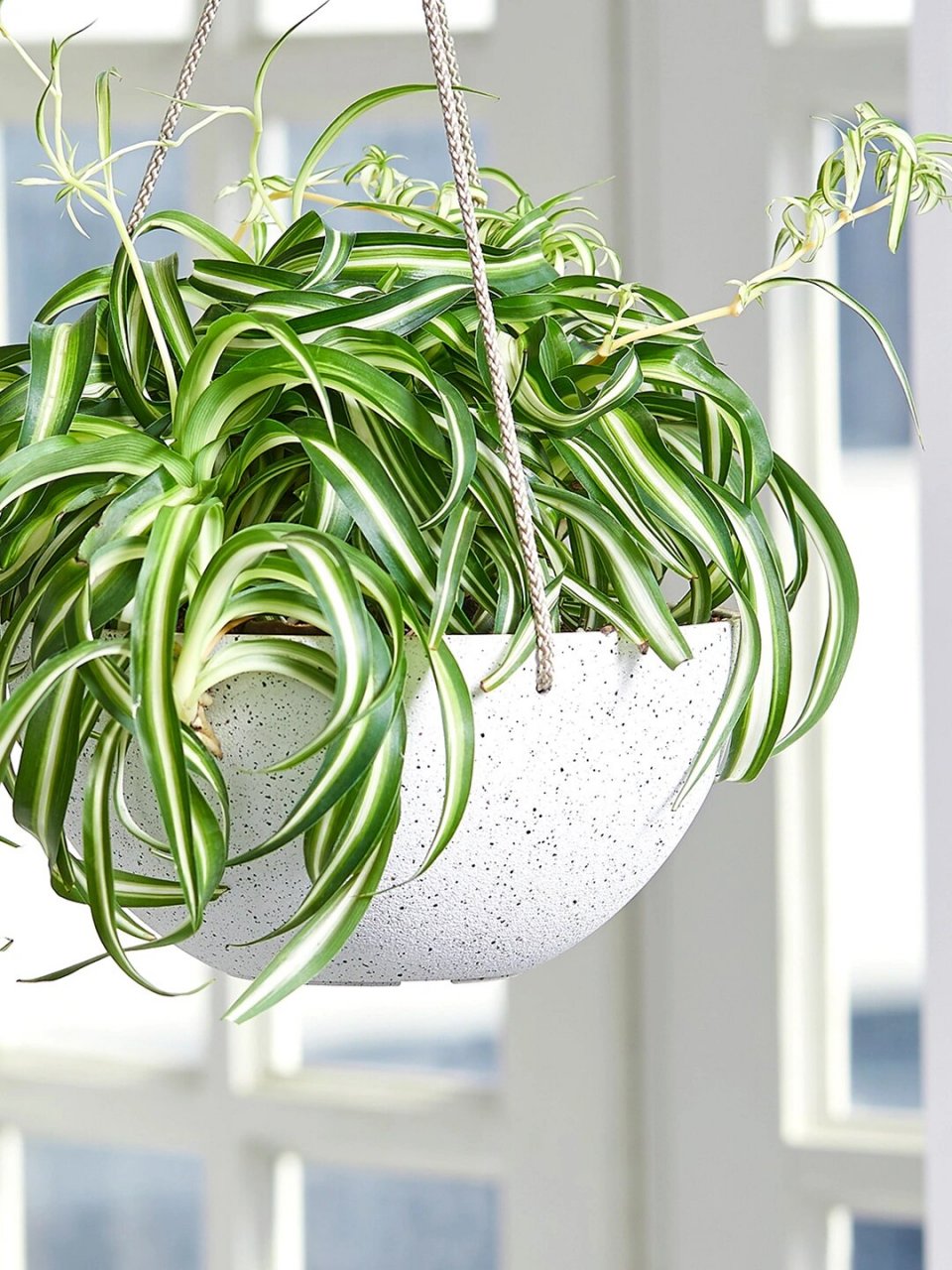 吊兰 名:吊兰/chlorophytum comosum 科:天门冬科 属:吊兰属 	 吊兰
