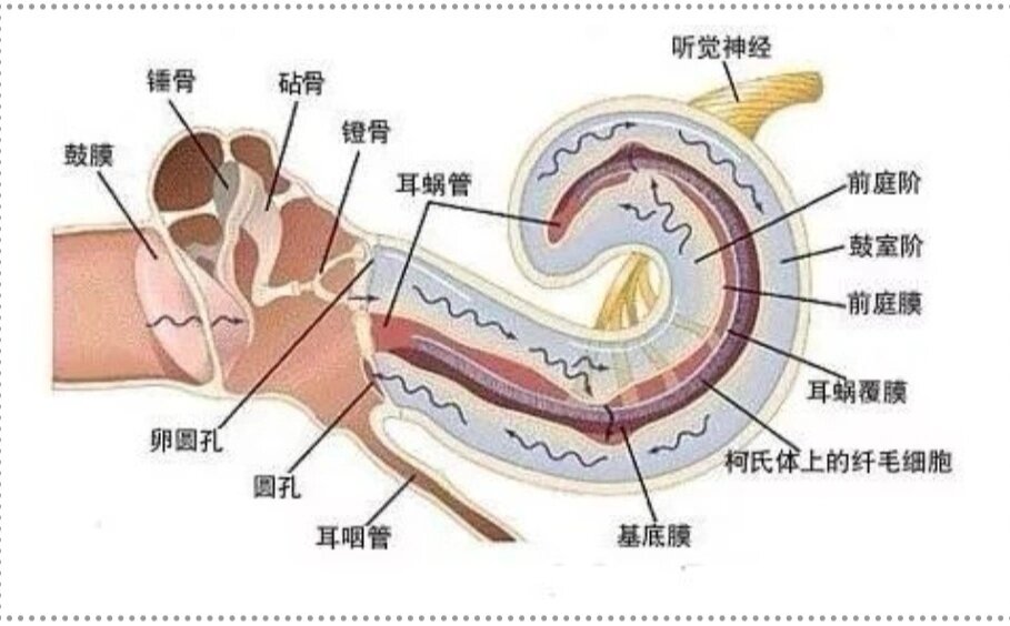 耳蜗的解剖结构 耳蜗的外形似蜗牛,呈螺旋状.