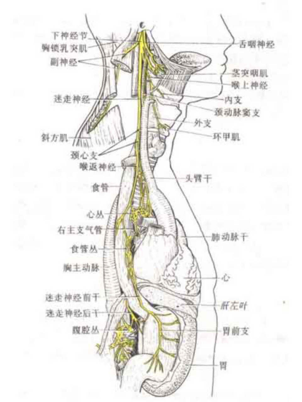 迷走神经位置图图片