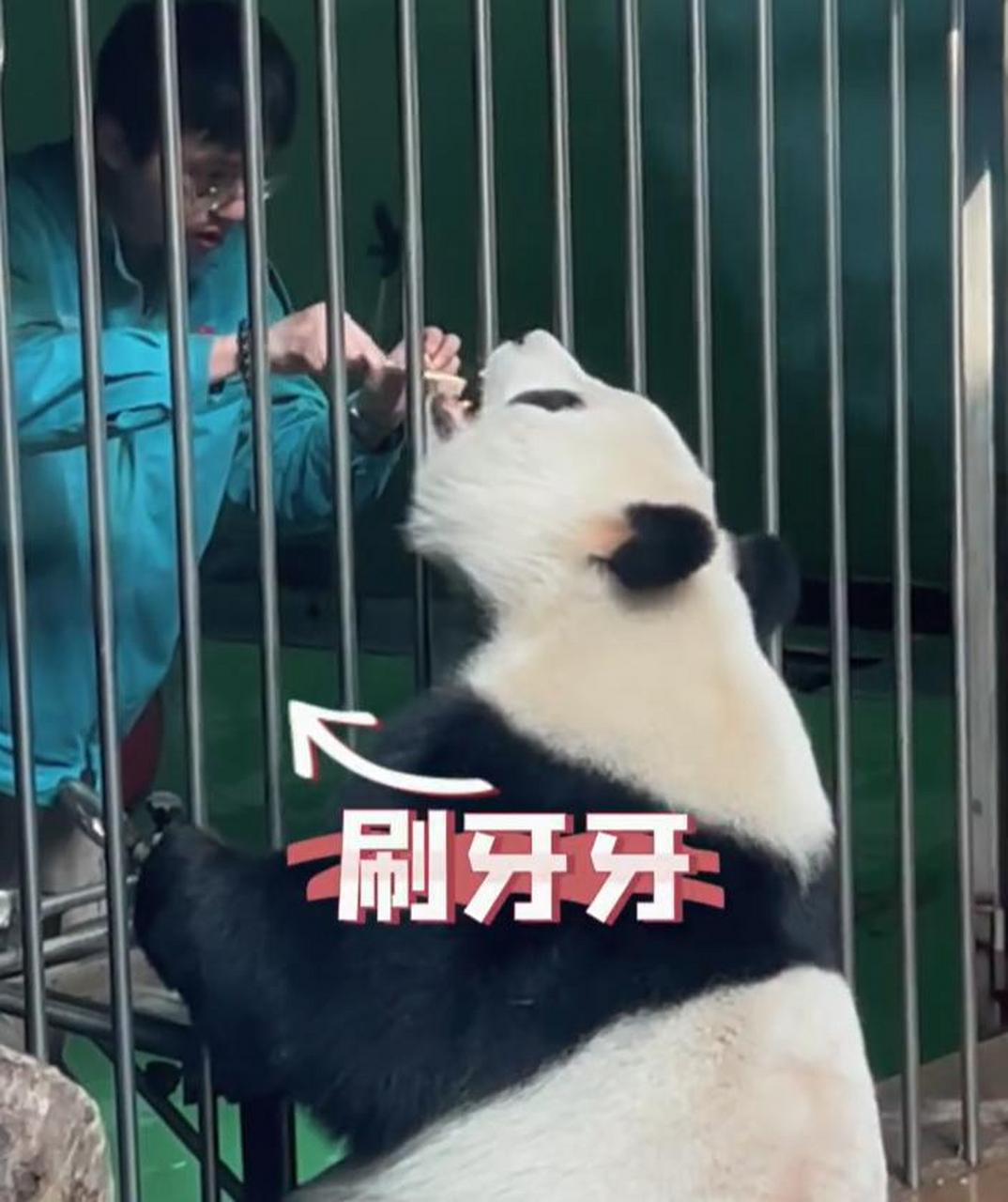 大熊貓刷牙嫌窩頭掉地生氣扭頭就走】近日,北京動物園.