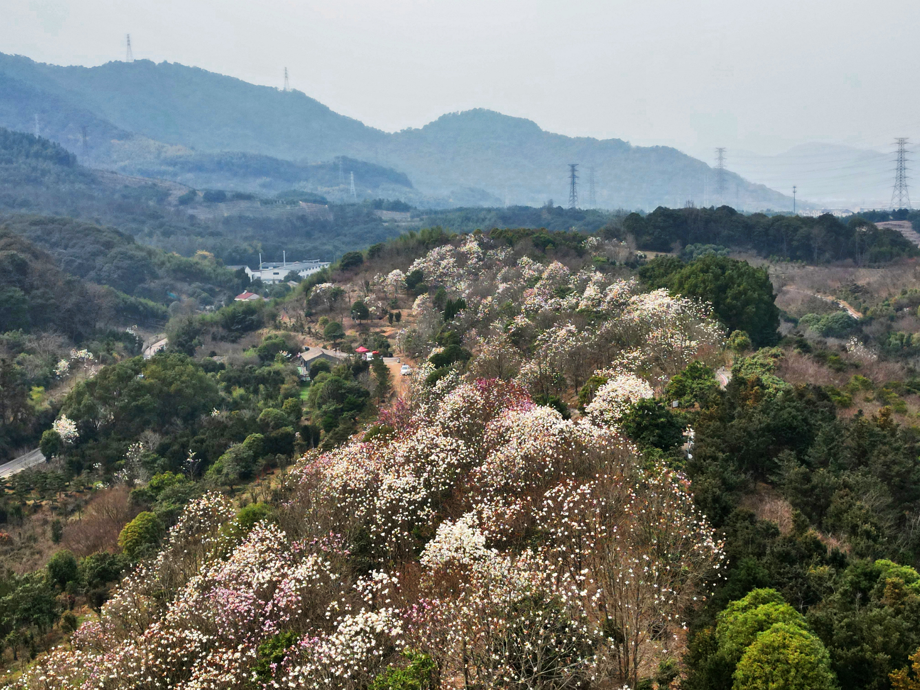 奉化长岭村玉兰花图片