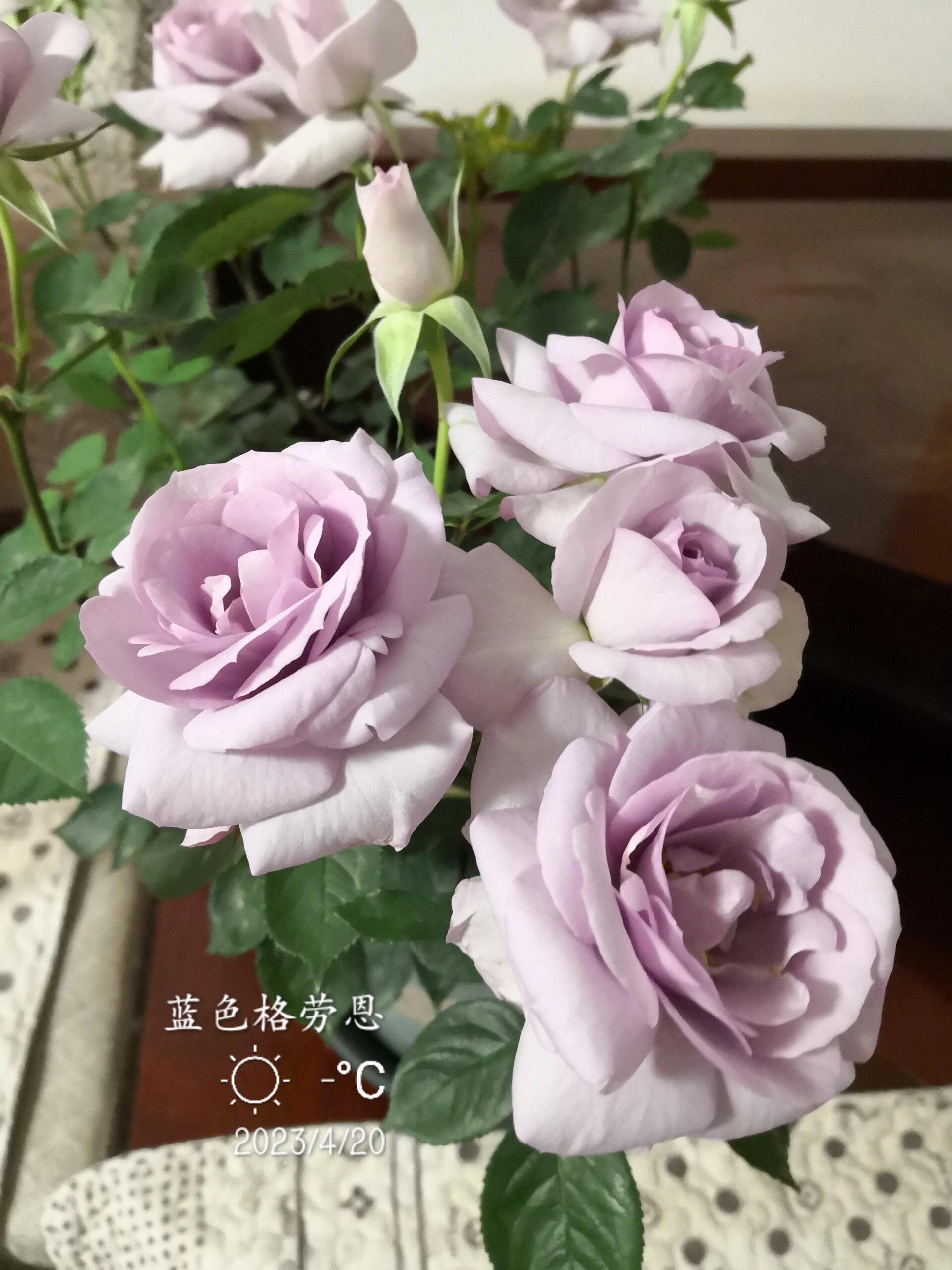 蓝紫色月季～～蓝色格劳恩种植体验怎么样 大地之蓝grawn blue它也叫