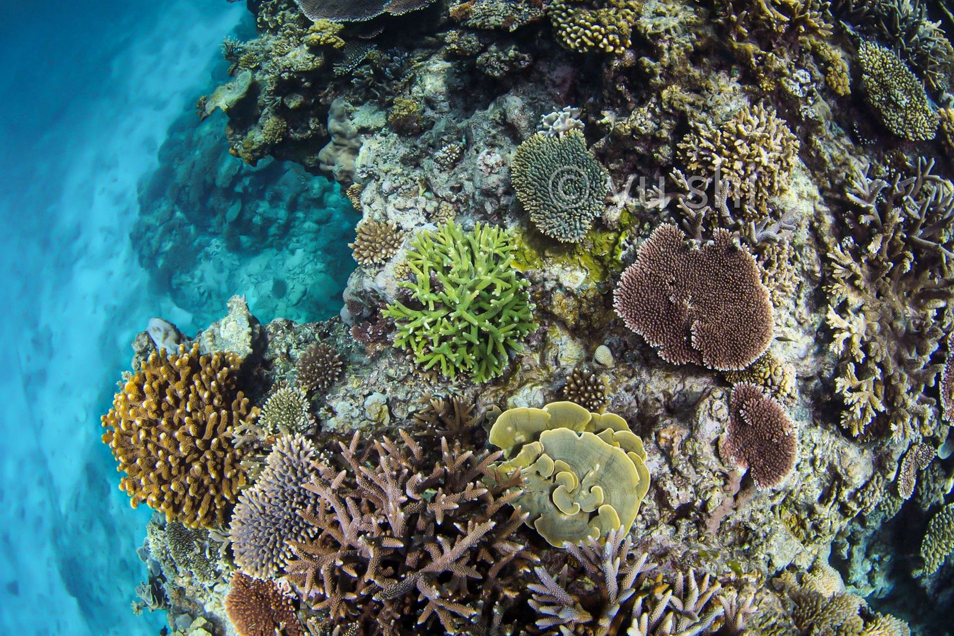 珊瑚小知识 珊瑚是群居动物,造礁珊瑚在生长过程中会分泌碳酸钙,这