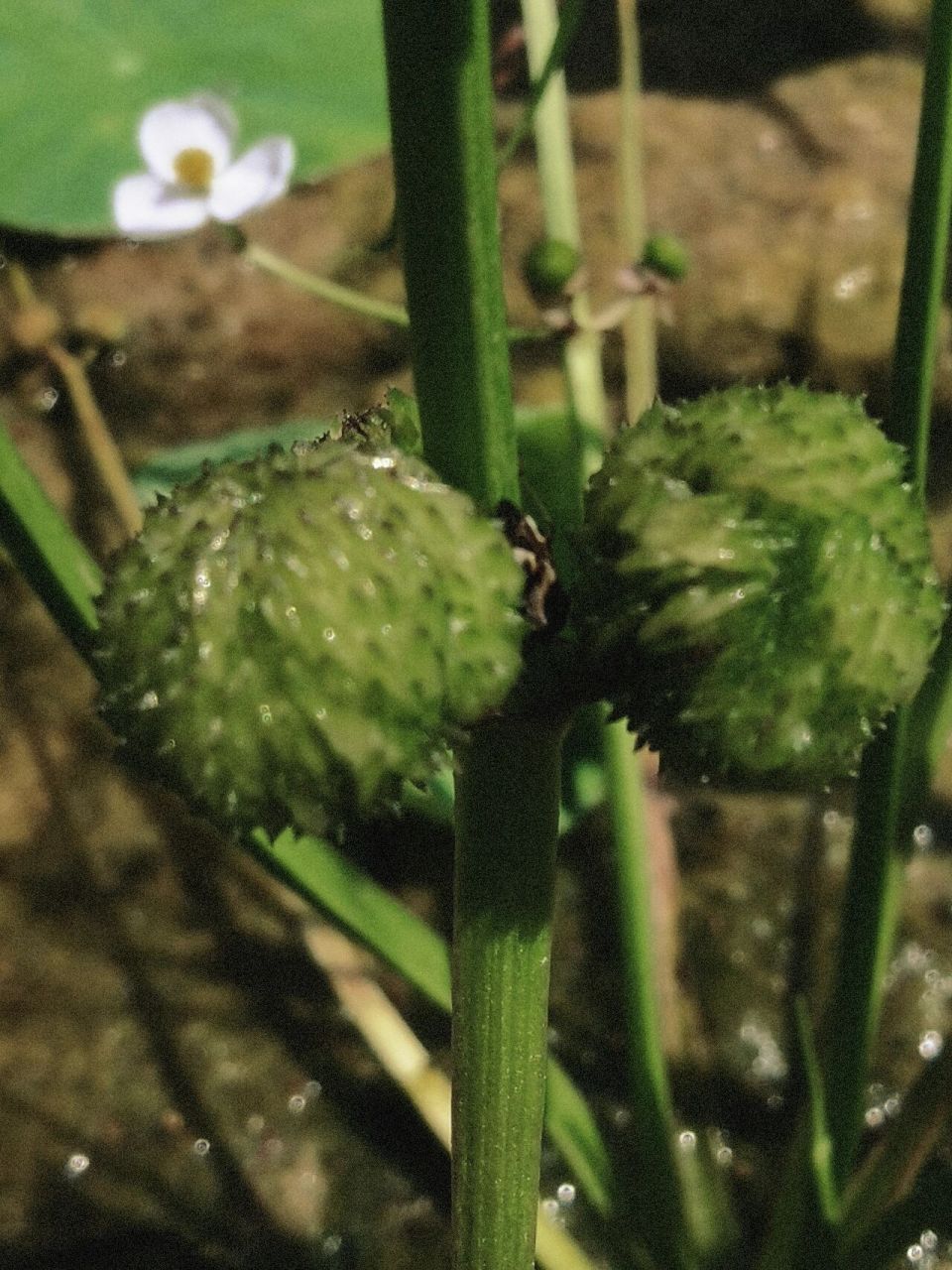 剪刀草 sagittaria trifolia var. trifolia f.