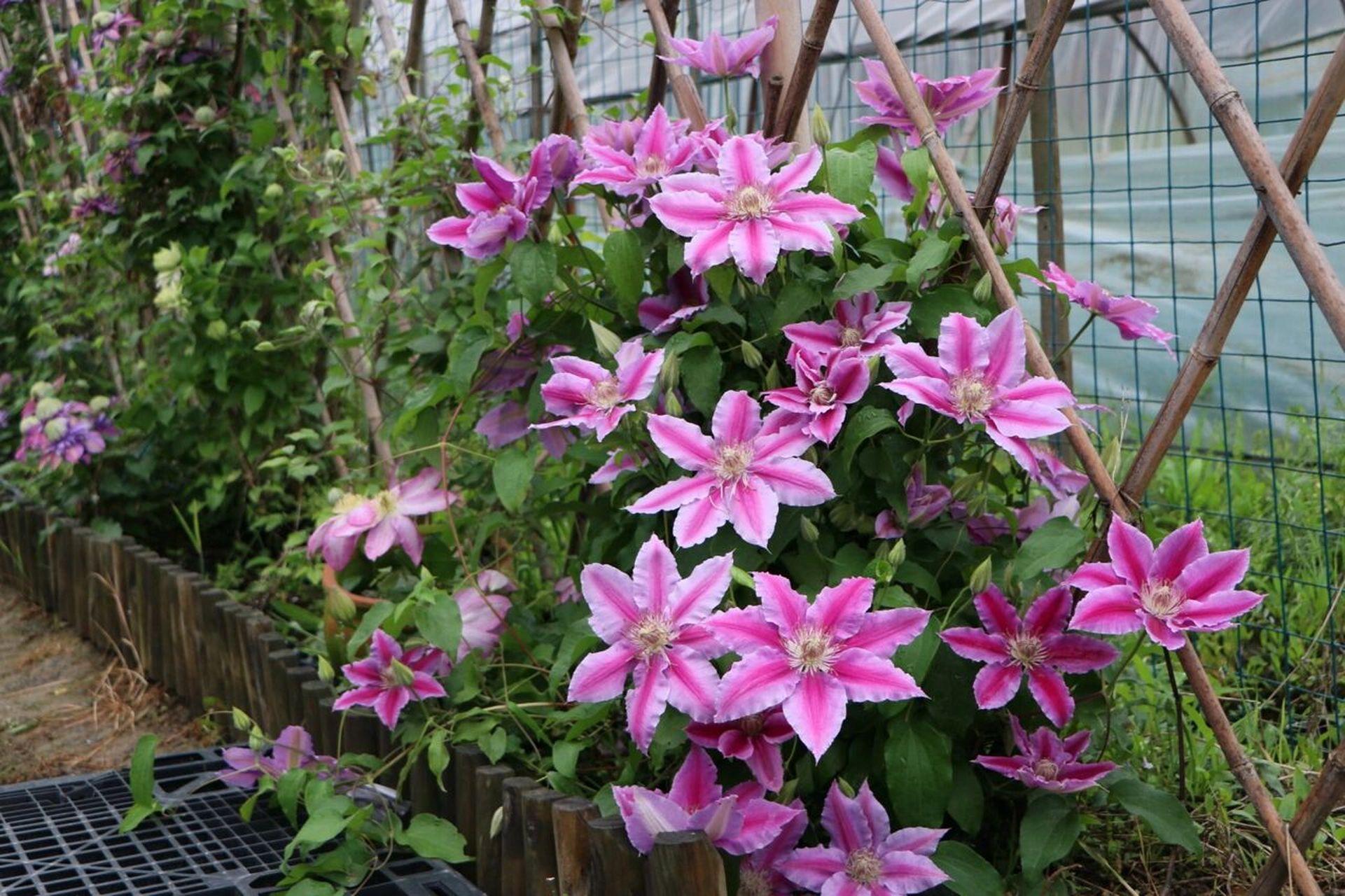 那些年种过的铁线莲——鲁佩尔博士 品种:鲁佩尔博士 修剪类别:二类轻