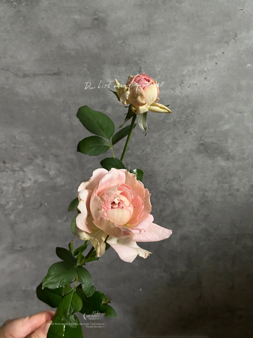 月季:伊芙古典香水