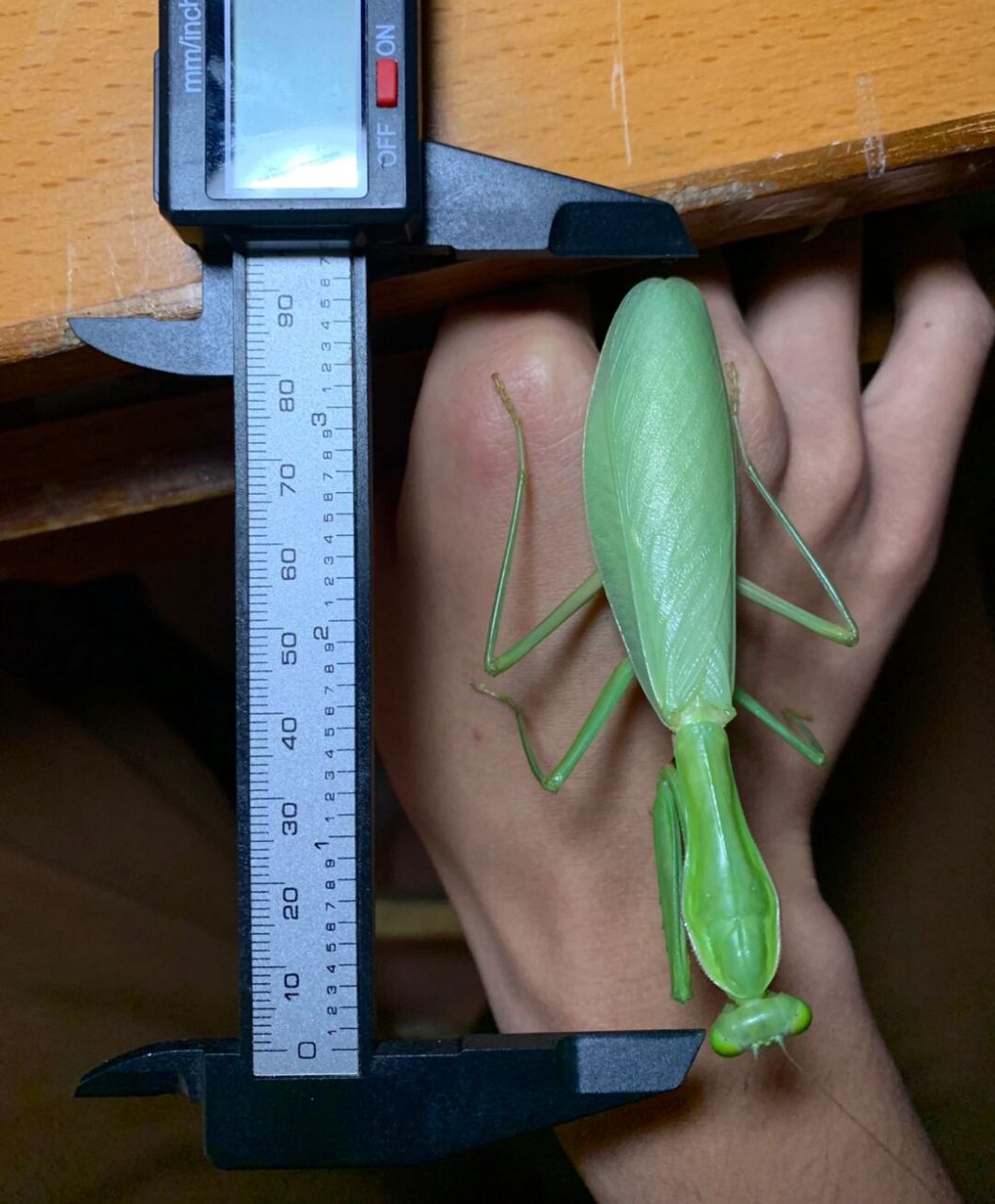 绿绿的澳洲斧螳～ 一只大个头的澳宽,大螳螂手感真好[偷笑]#昆虫