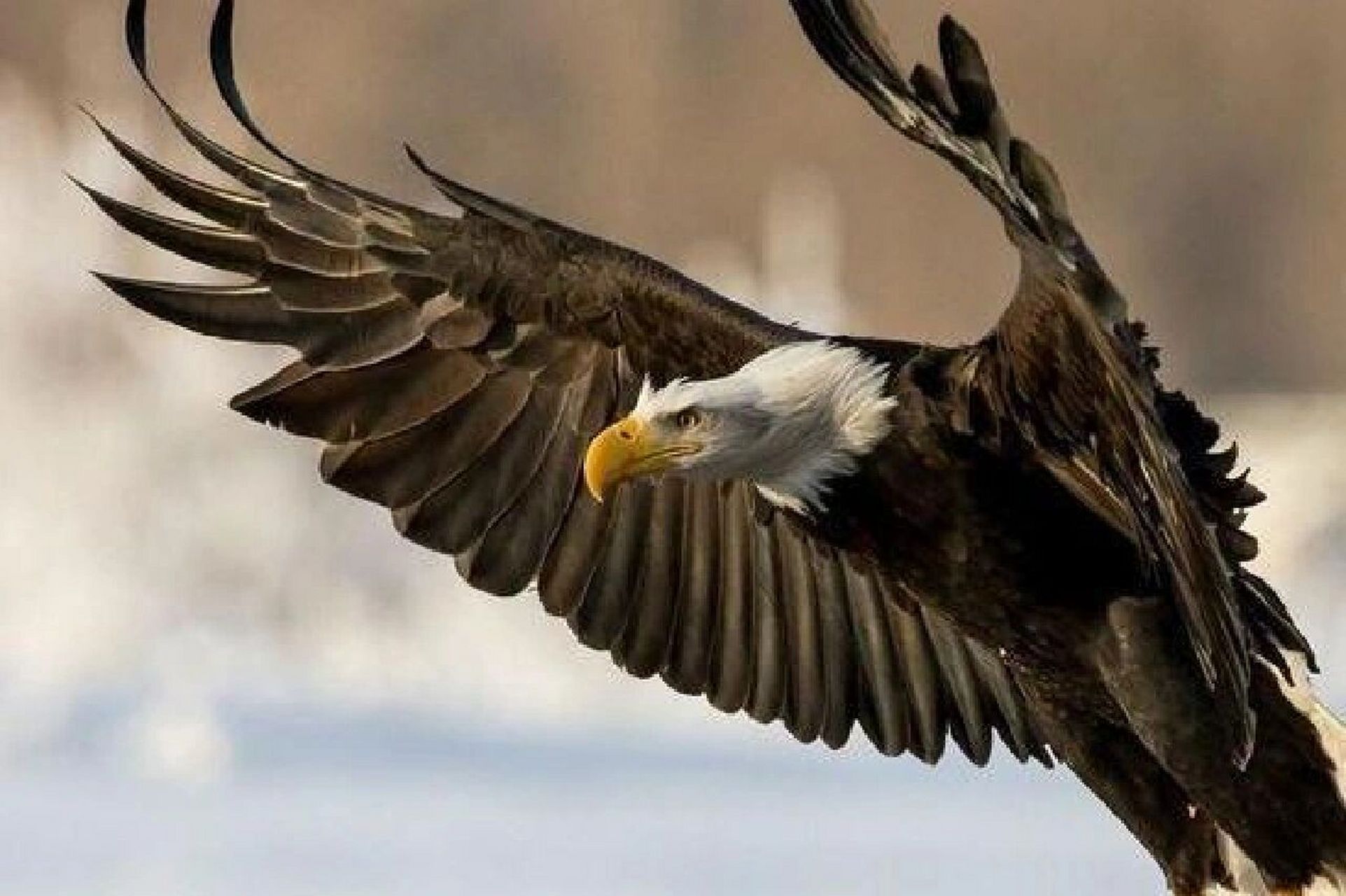 鹰丨隼形目鹰科鹰属07 989898 国家二级以上保护动物 栖息