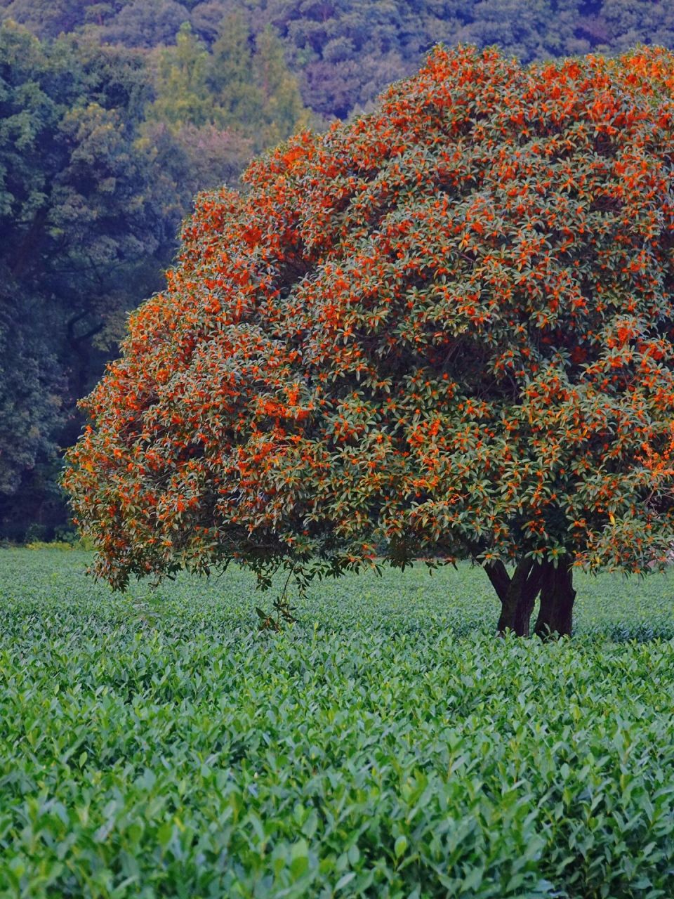 柿子色的丹桂树09 云栖竹径茶园丹桂97 总说丹桂飘香.
