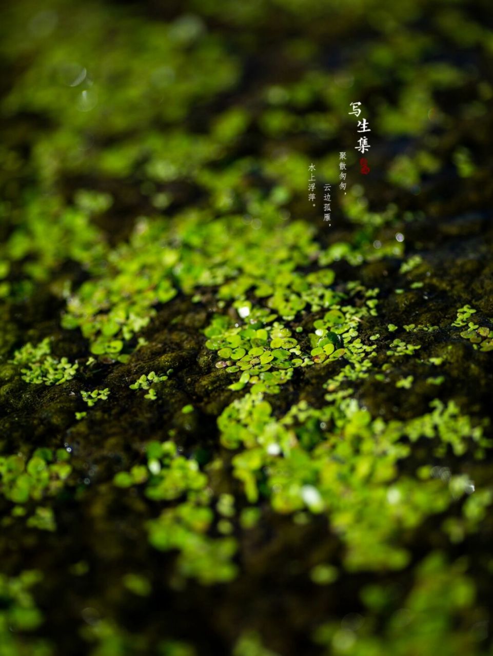 我所在城市里的常见植物#出門踏秋去#浮萍