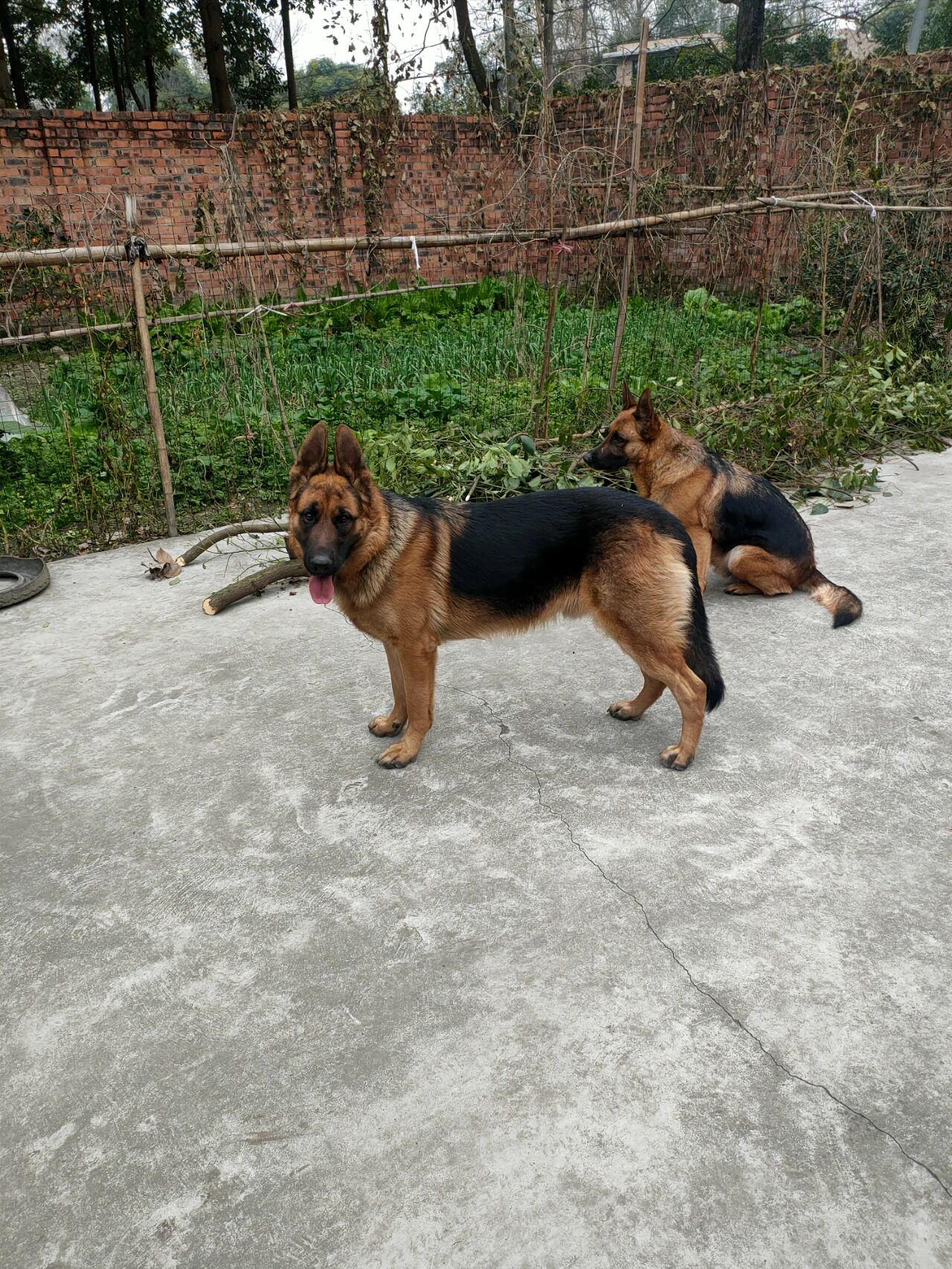 平背德牧犬舍图片