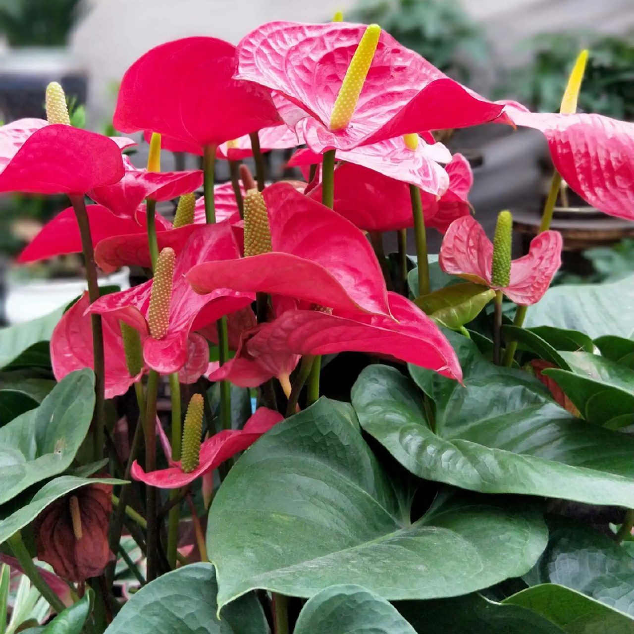 每天认识一种绿植:"大展宏图"红掌 91名称:红掌 00别名:红鹅掌