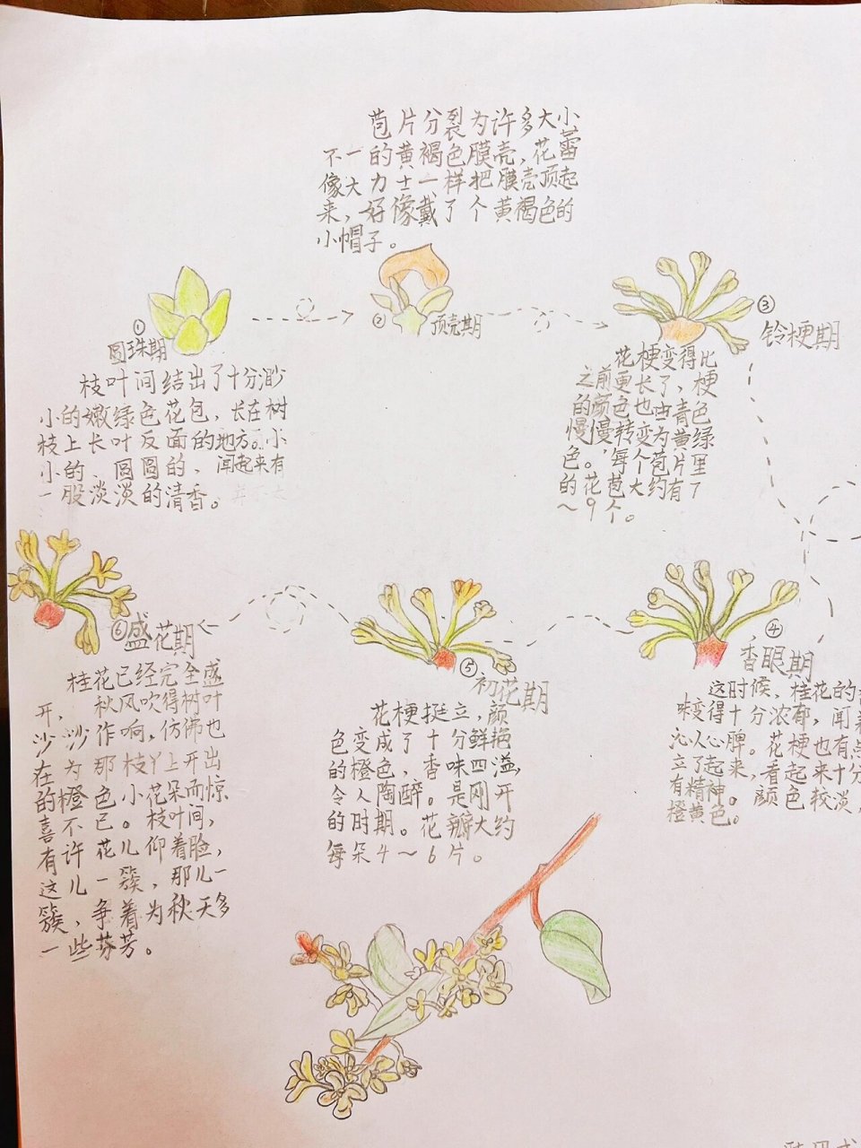 三年级桂花记录卡图片