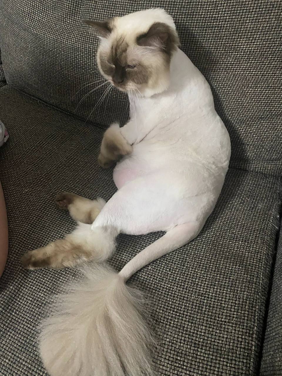 剃毛后的布偶 夏天掉毛实在太厉害 还是决定给他剃光了 看着也舒服多