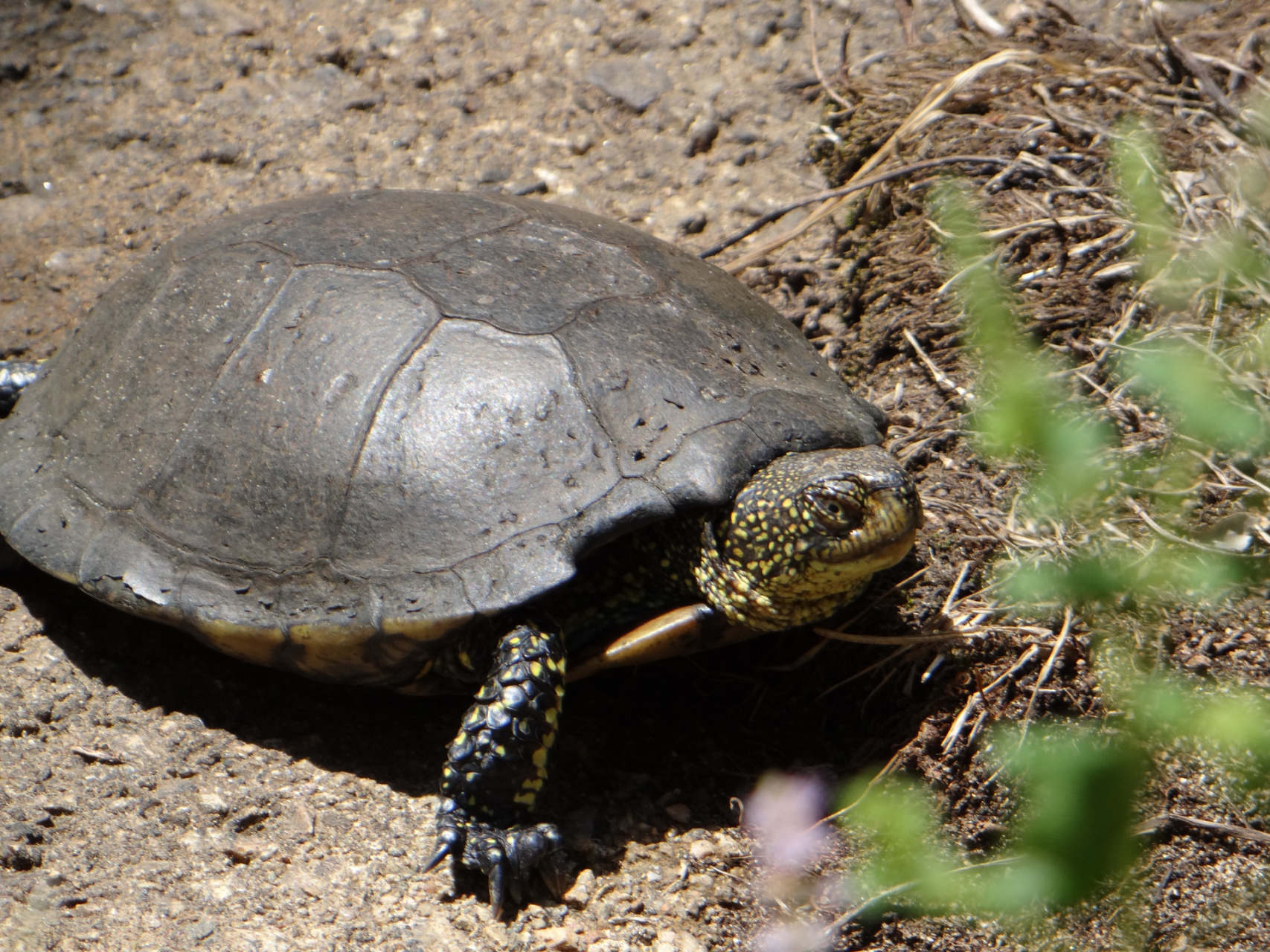 我就想知道,欧泽龟为什么火不起来? 欧洲泽龟是欧洲分布最广的龟,该品