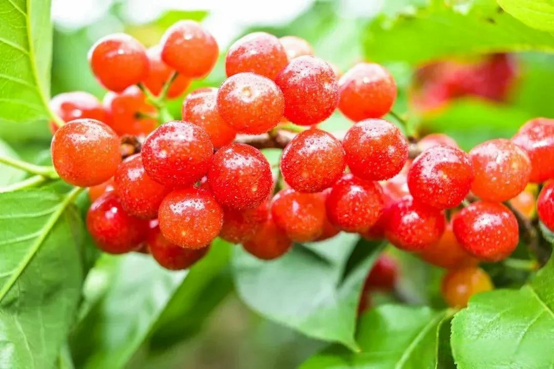 攀枝花头条米易樱桃节4月18日启幕!