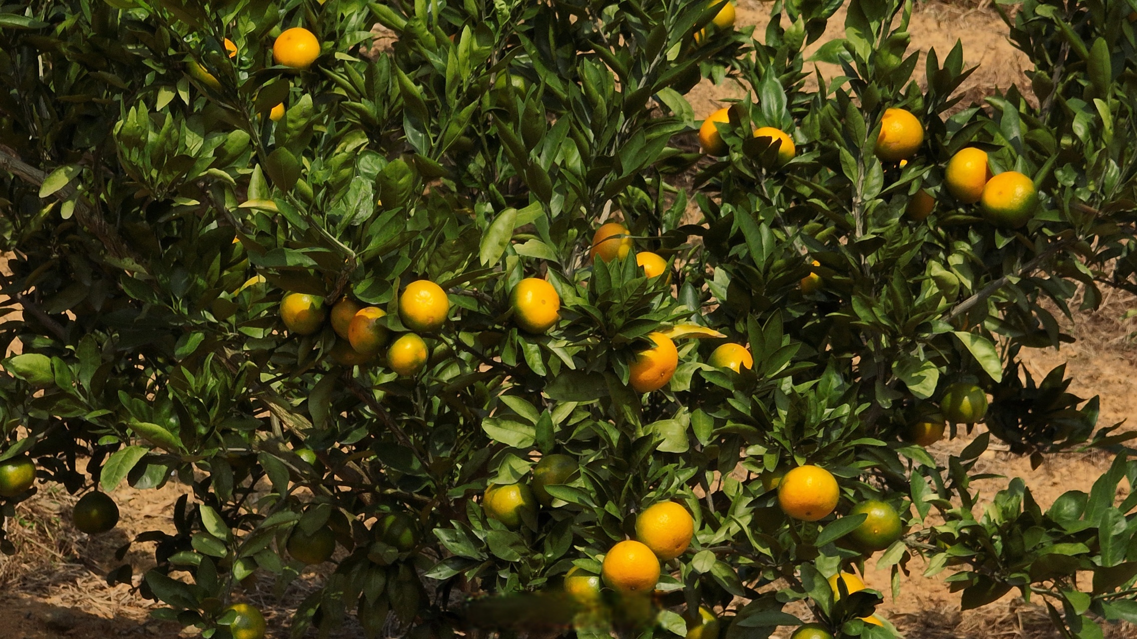 连通区县# 这几天,在宁波奉化区松岙镇上汪村黄泥弄柑橘精品园区