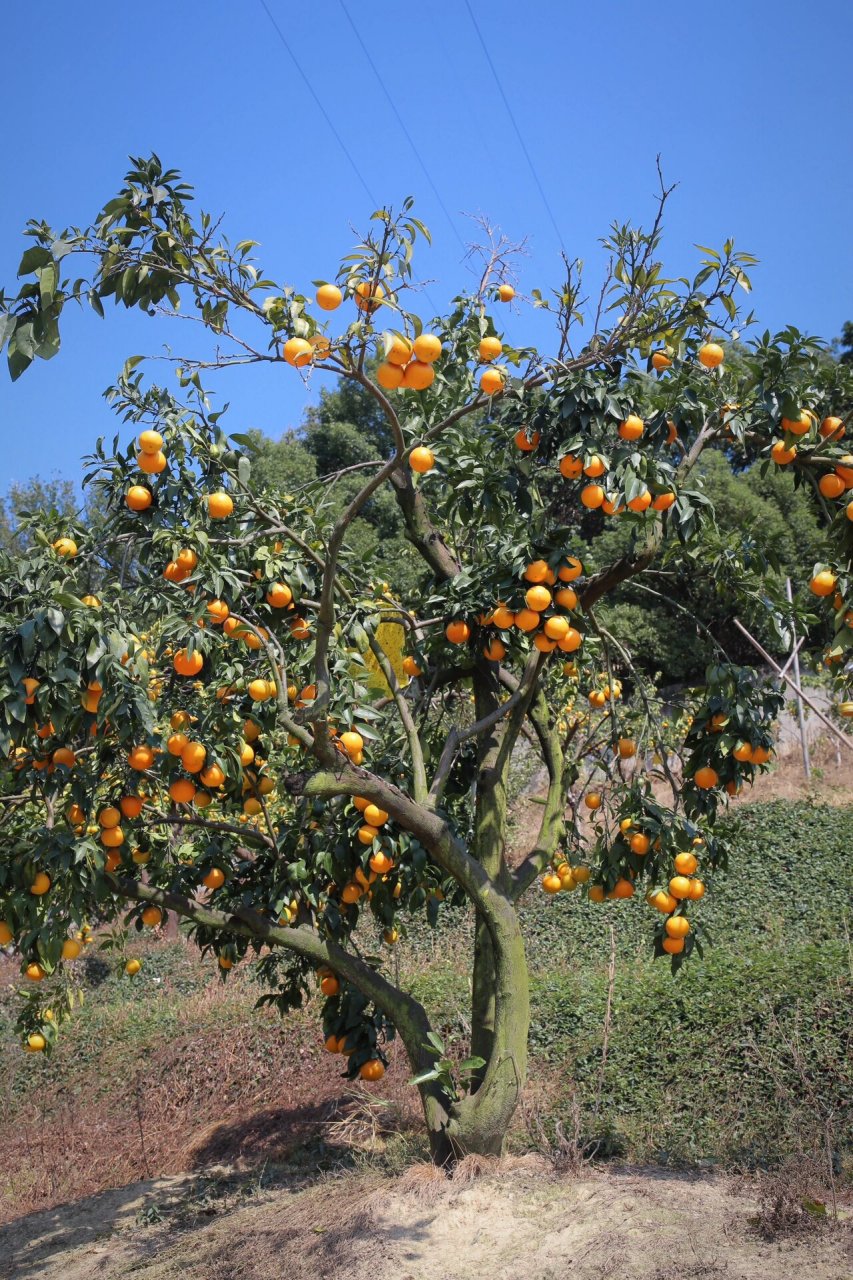 橘子口感酸甜,要挑向阳皮薄软一点饱满一点的.