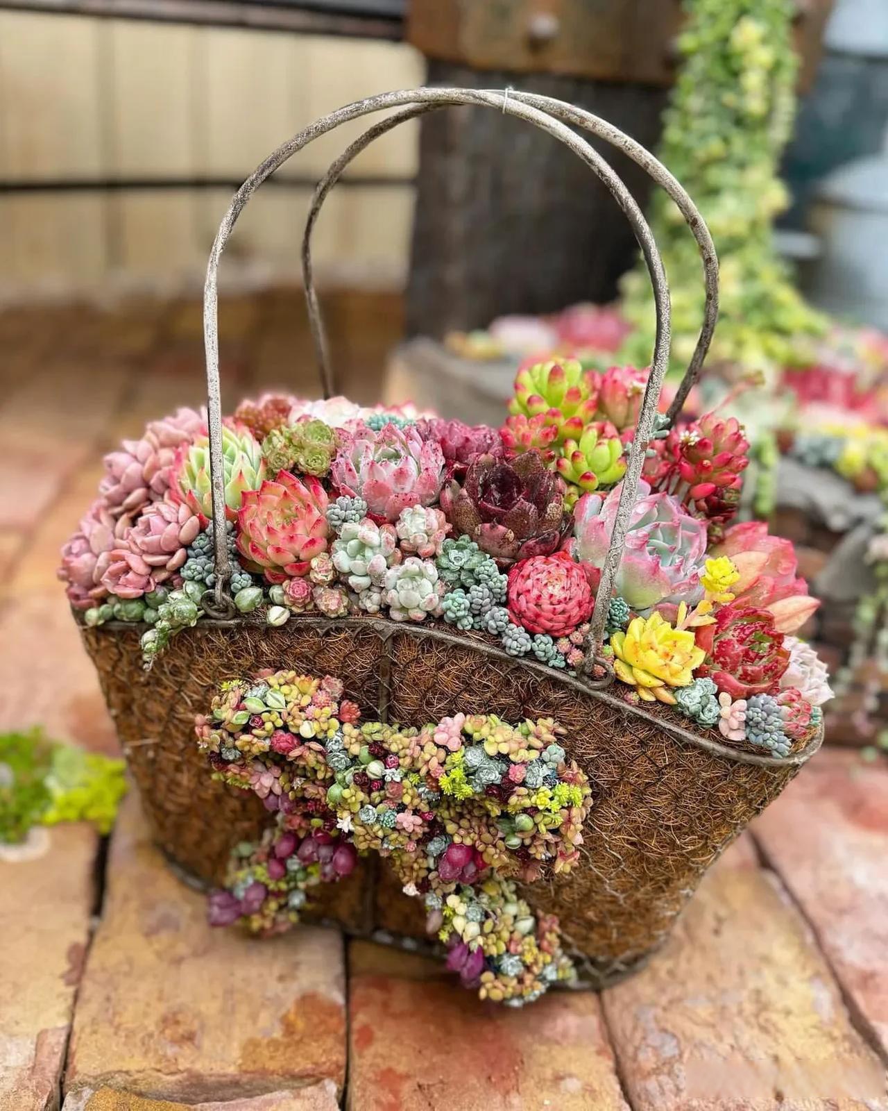 今天,我们将一起探索如何培养五彩缤纷的多肉盆景,让你的家园如同拥有