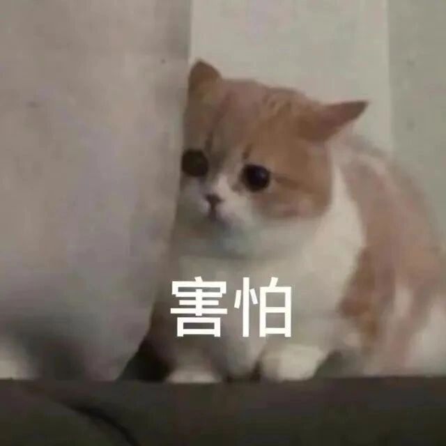 猫咪害怕的图片表情包图片