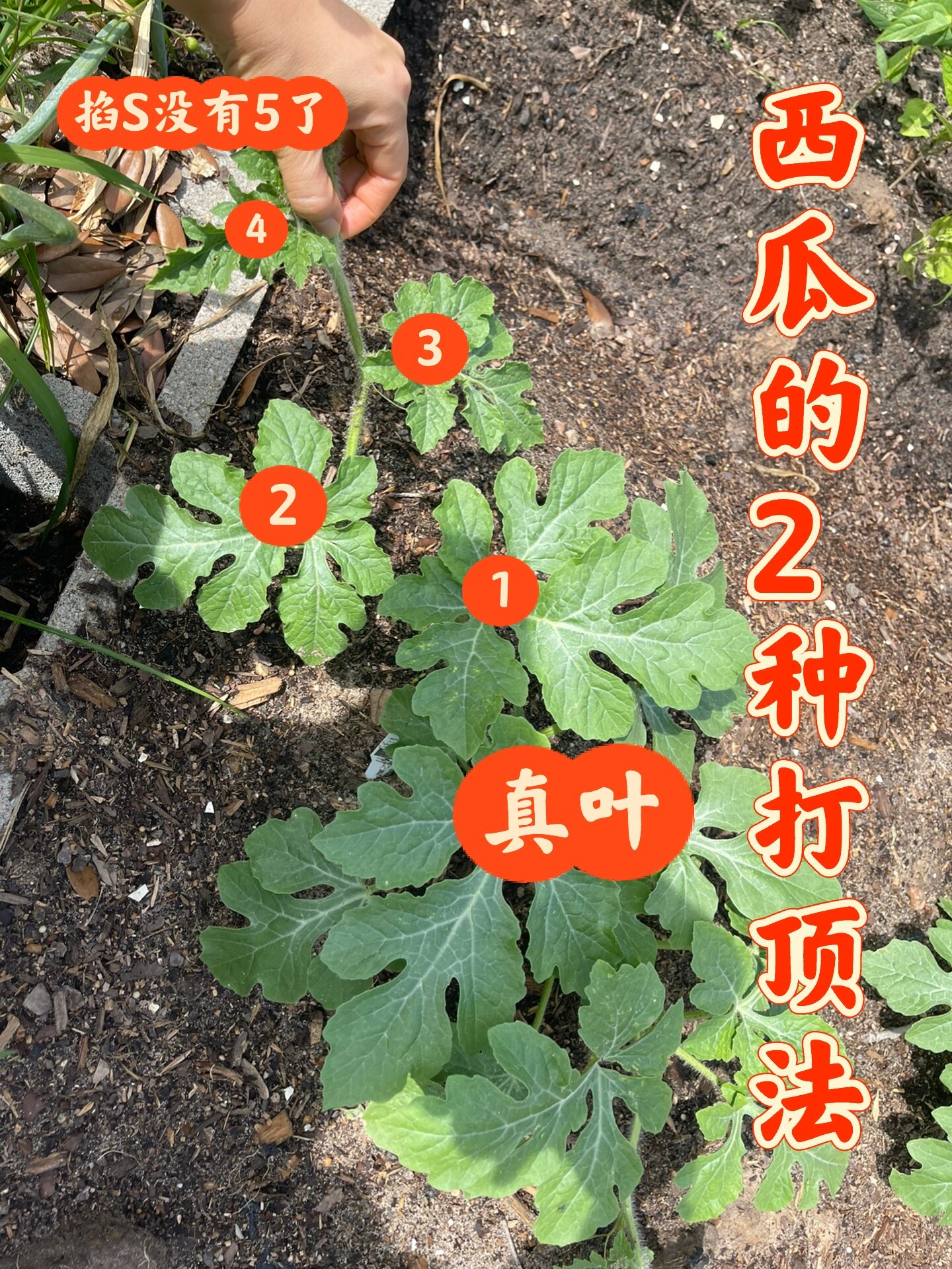 实验:西瓜的两种打顶大法