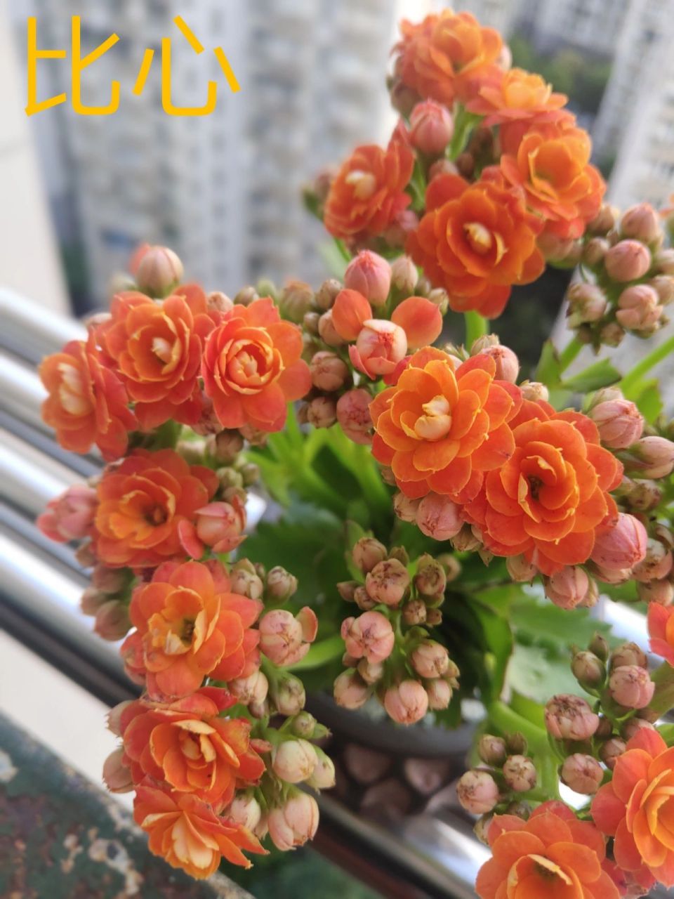 长寿花74比心:我拥有的橘色中最靓丽的一款