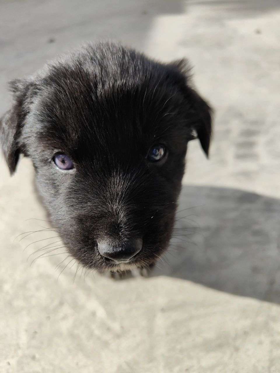 蓝眼睛的小土狗97 蓝眼睛的修勾,小土狗,2022年10月出生在西藏.