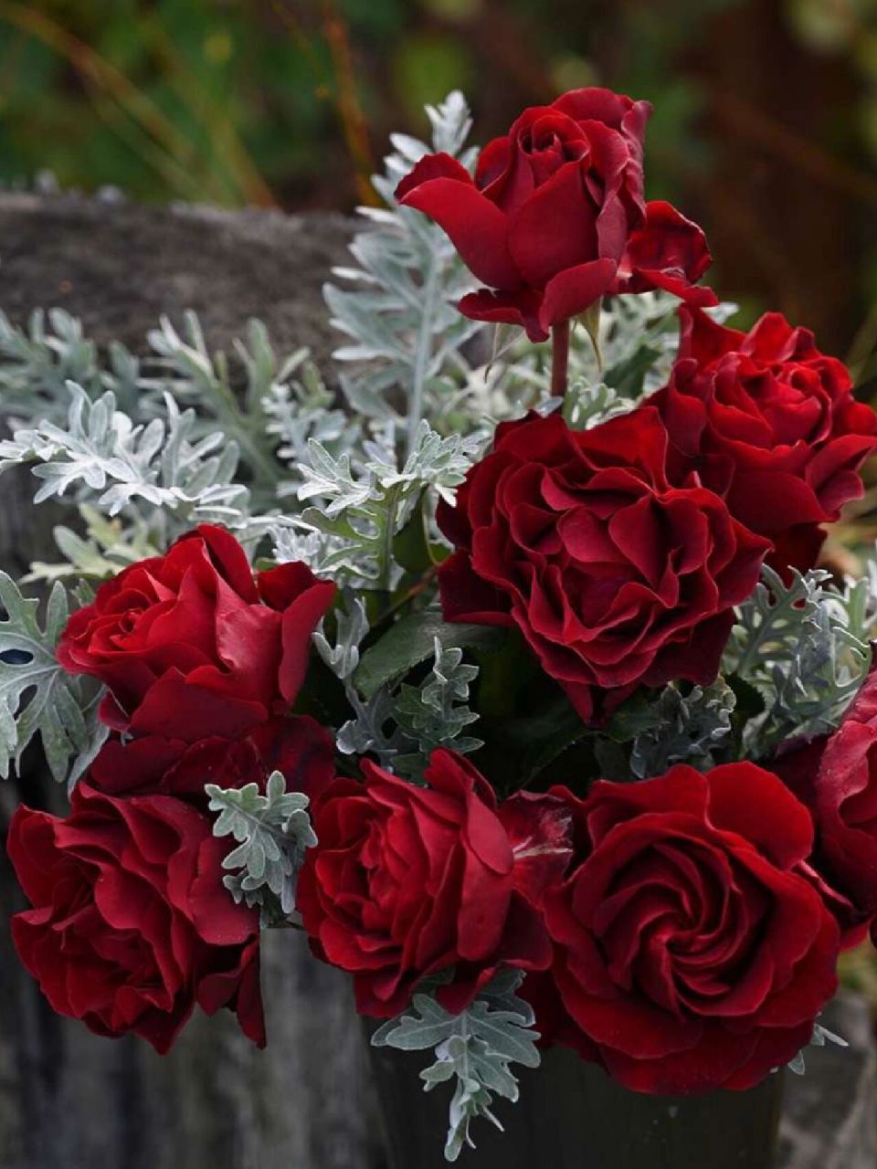 戴尔巴德月季"纪念芭芭拉" 戴尔巴德月季"纪念芭芭拉"hommage à