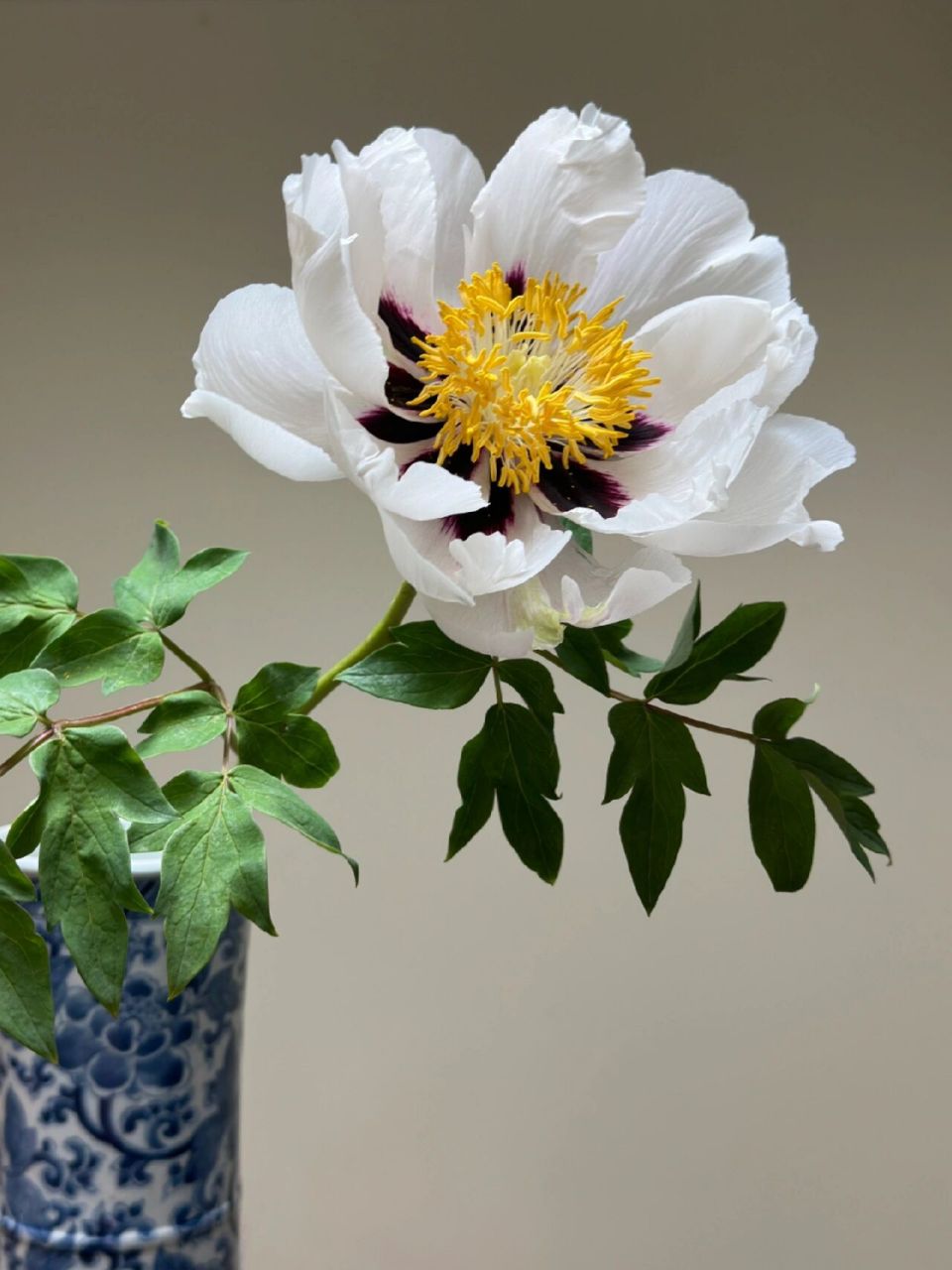 国产牡丹花|紫斑白 清新淡雅  宛若莲花03        	 这款牡丹单瓣