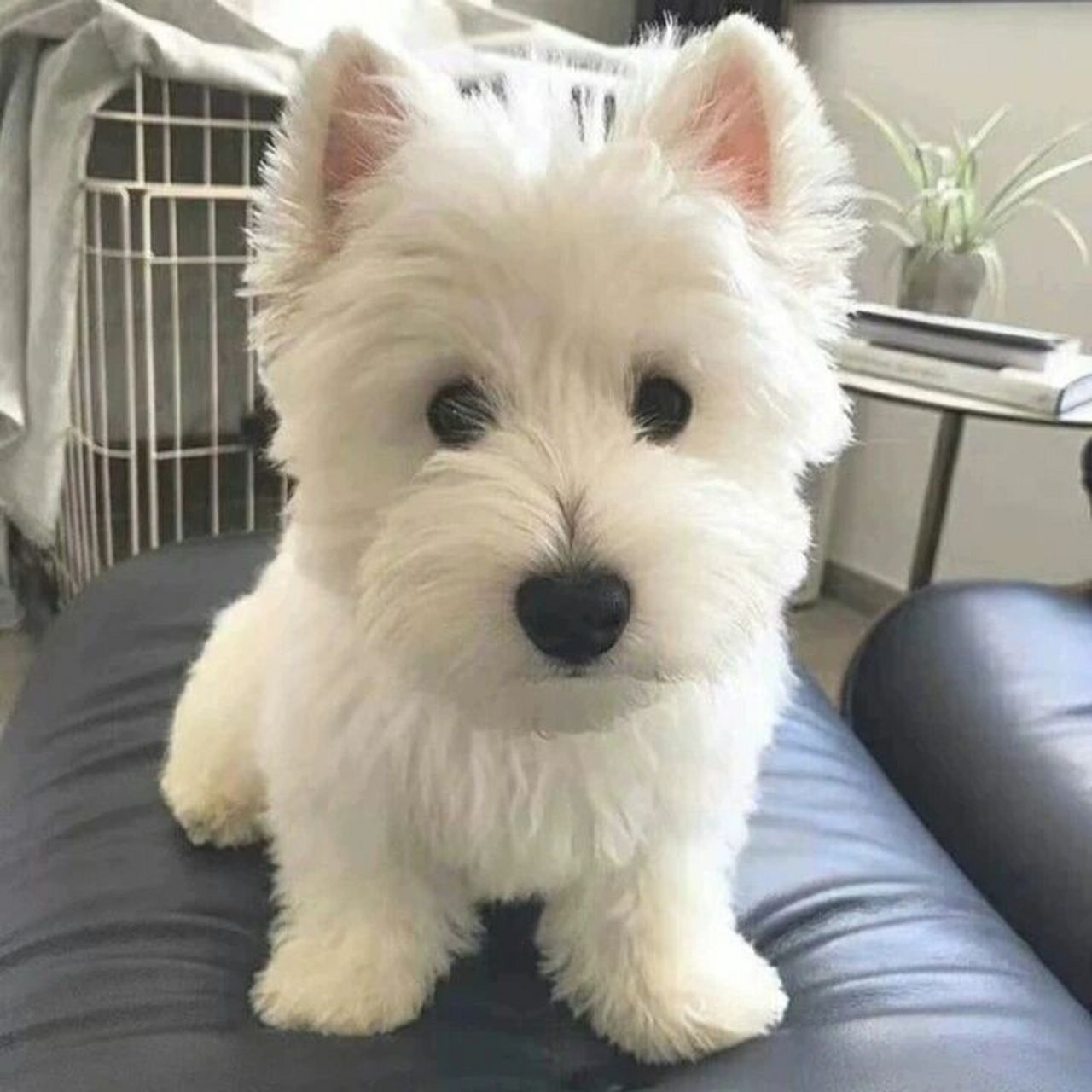 西高地白梗幼犬成本价出售97(坐标上海) 西高地白梗幼犬 已经三个多