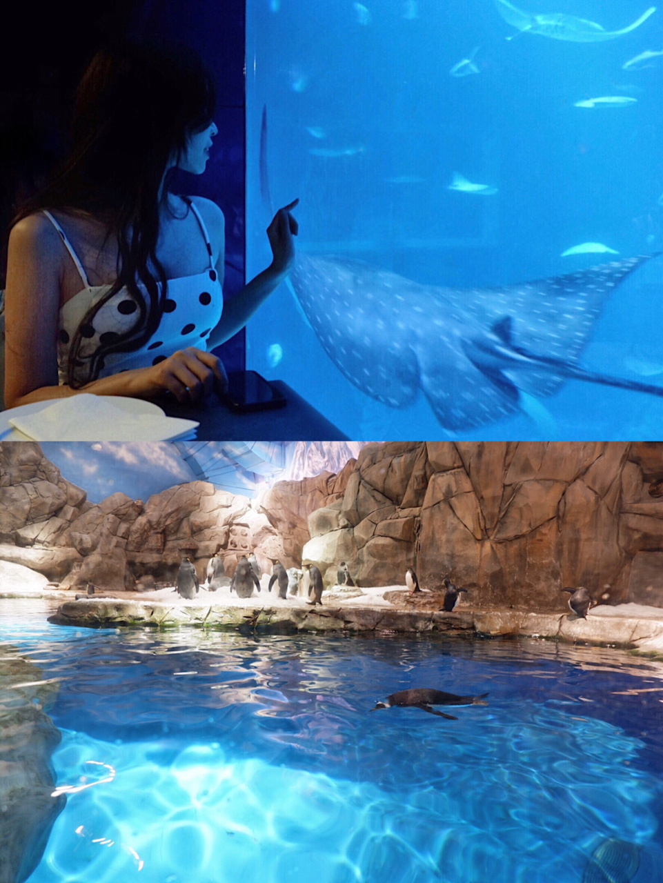 香港有海底餐厅啦!人均10097就在海洋公园里!