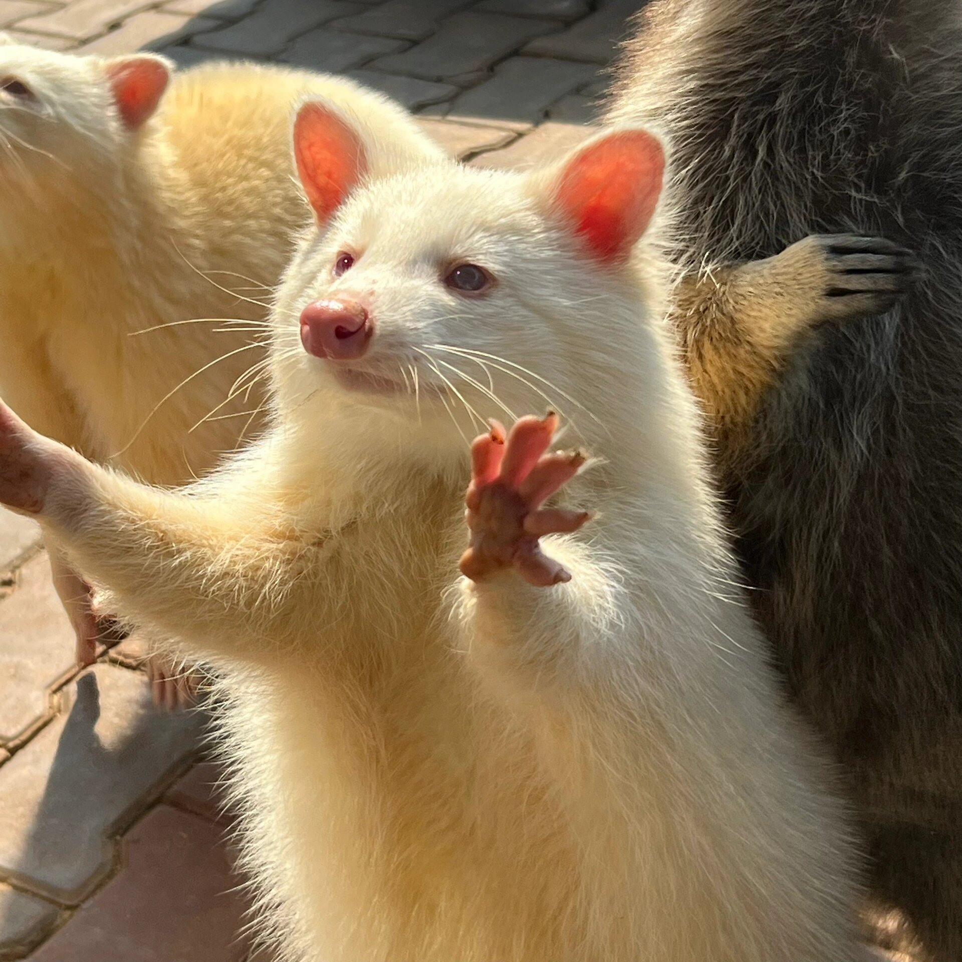 白化小浣熊来啰!咱们的小白最可爱啦