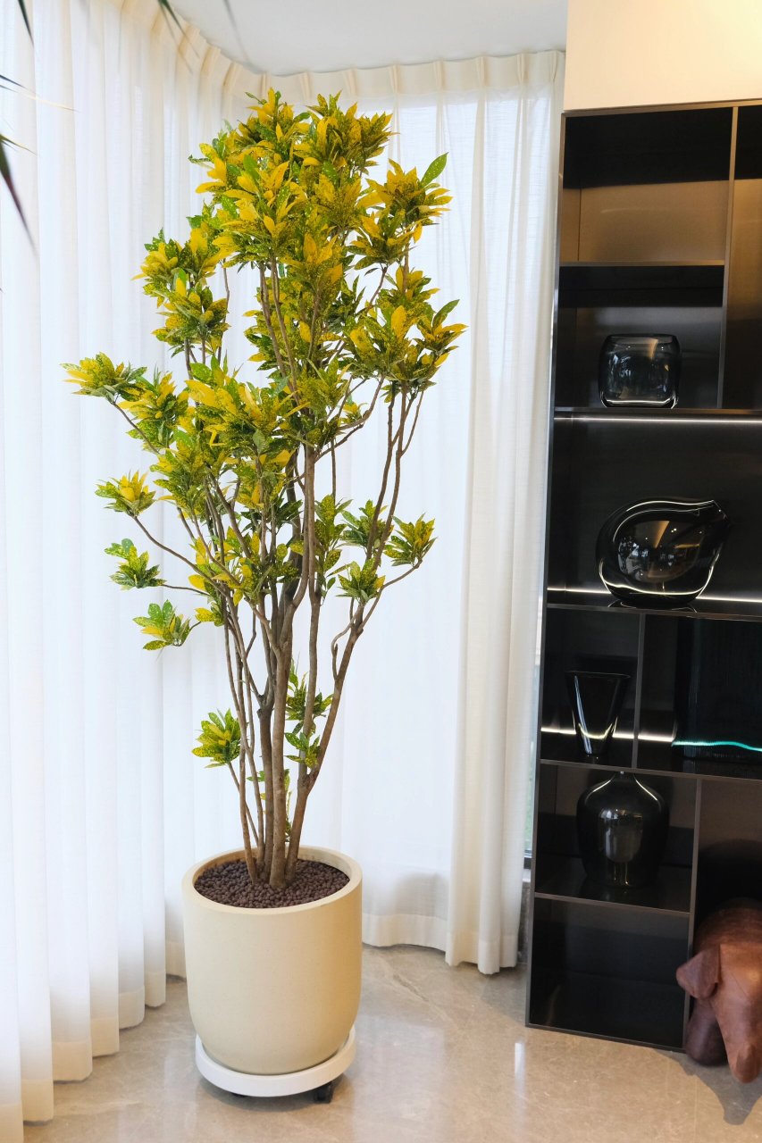 最适合家里的招财植物——黄金万两洒金榕 秋天来了 室内植物也要把