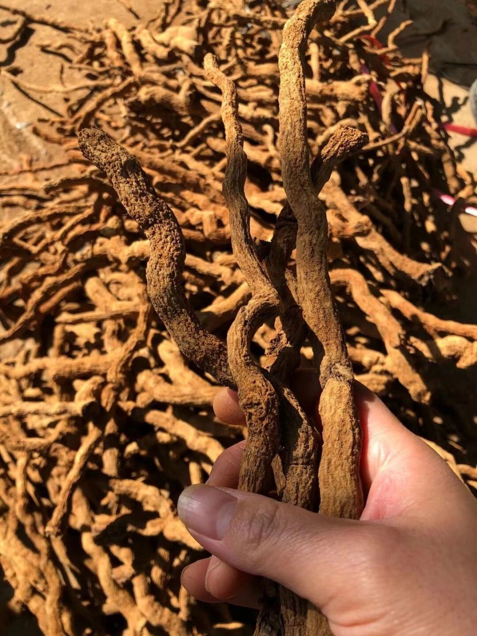 正宗海南胡椒根!