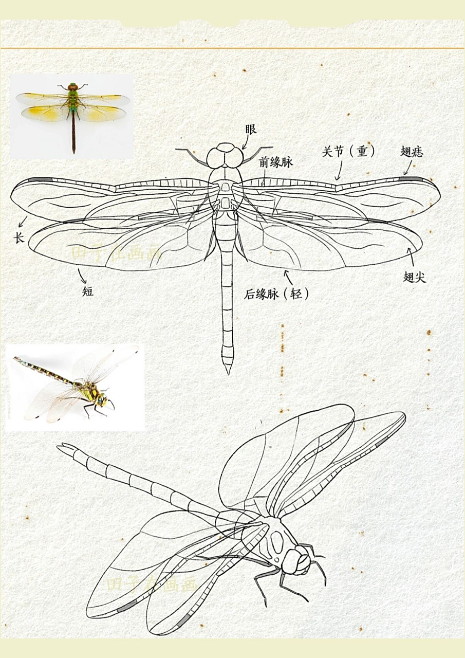 怎么能少的了蜻蜓呢,今天研究了一下蜻蜓的结构,蜻蜓该怎么画 	 蜻蜓