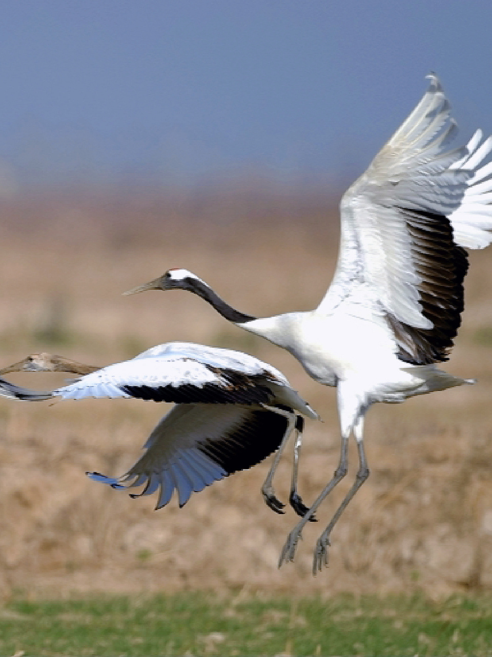 78分布:于中国东北,蒙古东部,俄罗斯乌苏里江