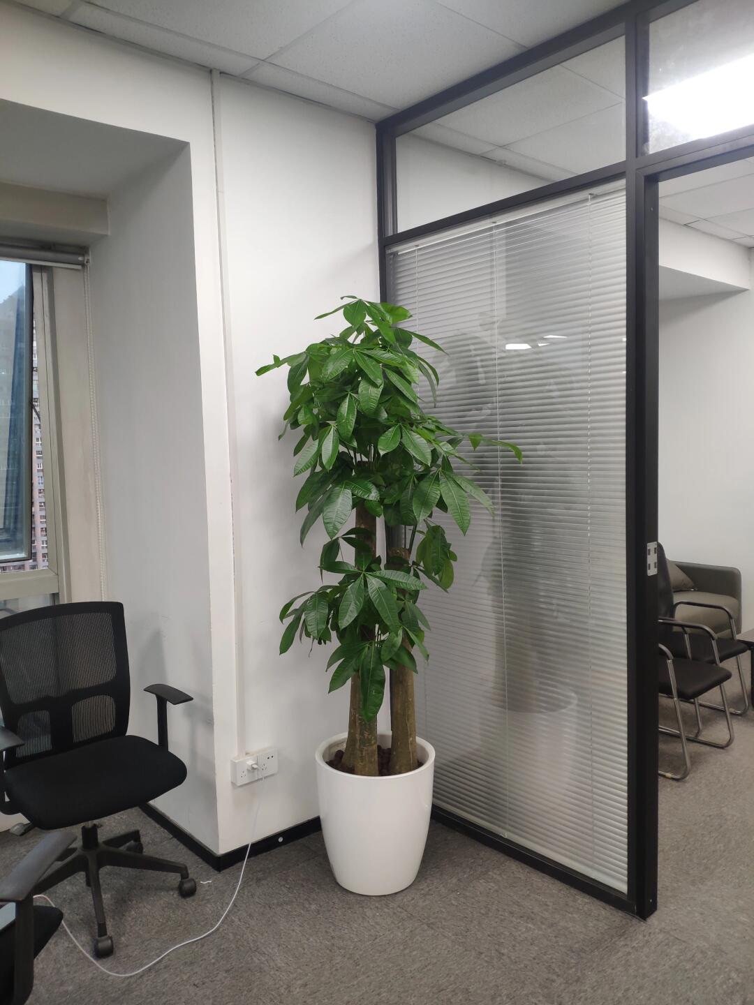 绿植租摆让城市生活更加生机盎然